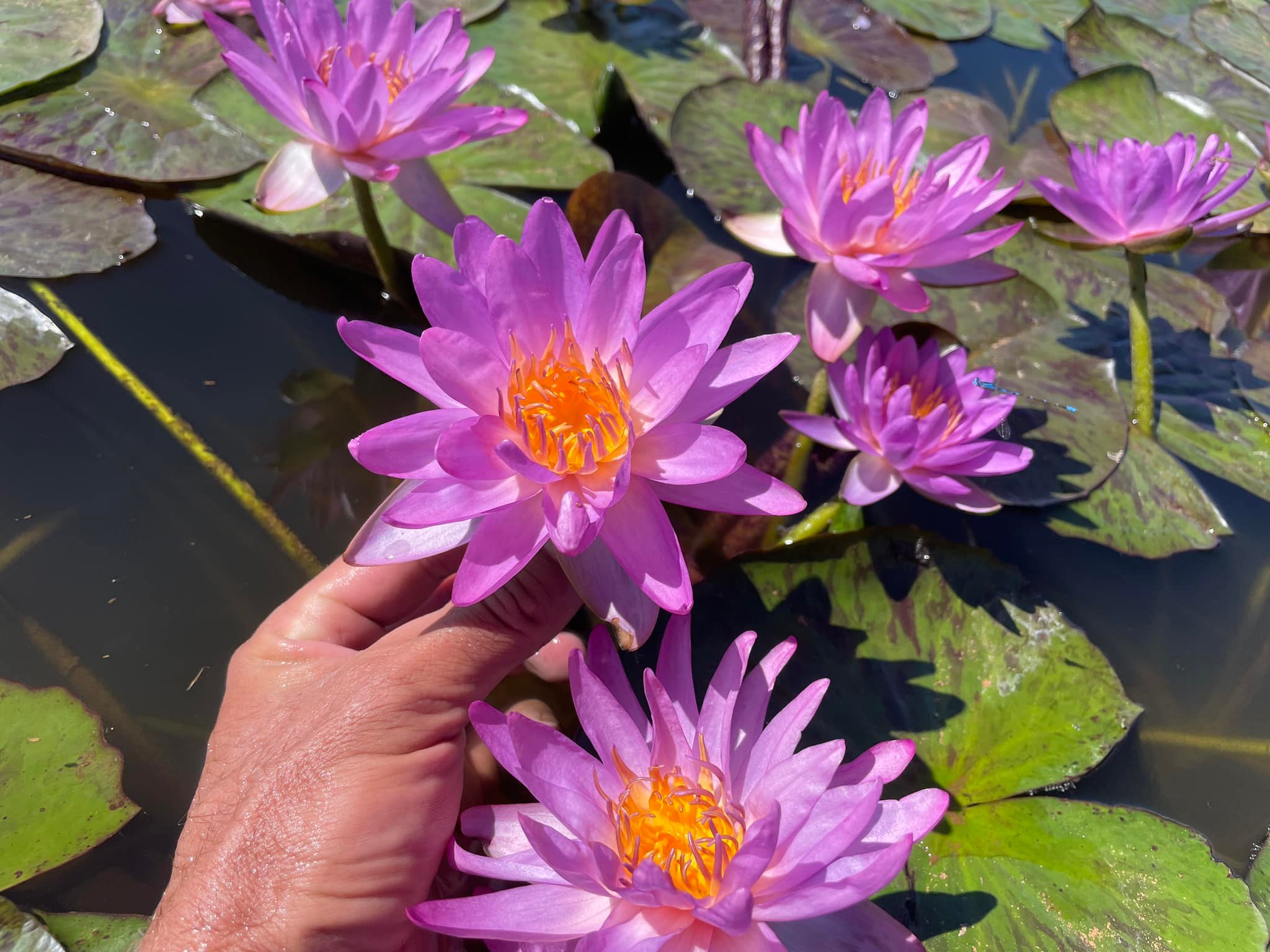 acheter nymphaea Amandine for sale buy on line (33)