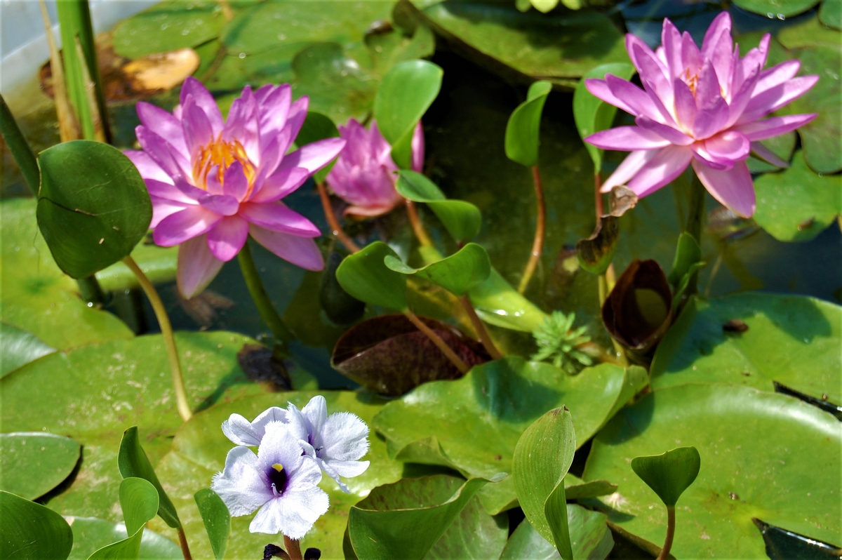 acheter nymphaea Amandine for sale buy on line (42)