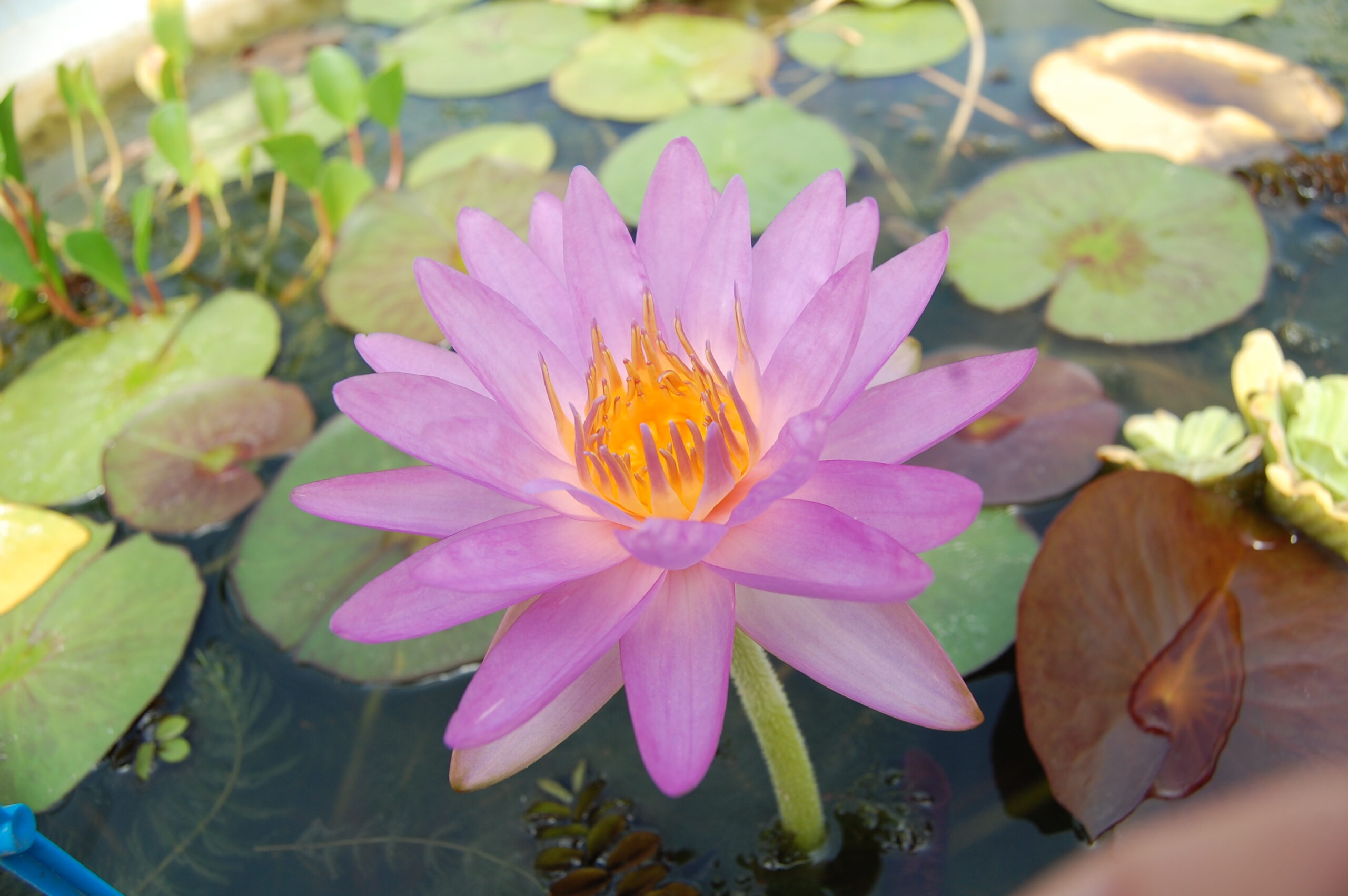 acheter nymphaea Amandine for sale buy on line (77)