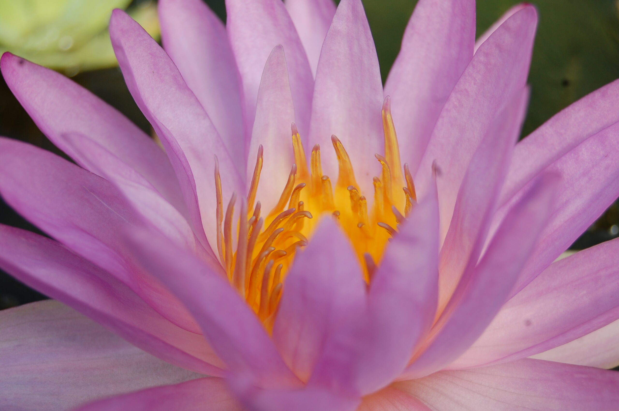 acheter nymphaea Amandine for sale buy on line (79)