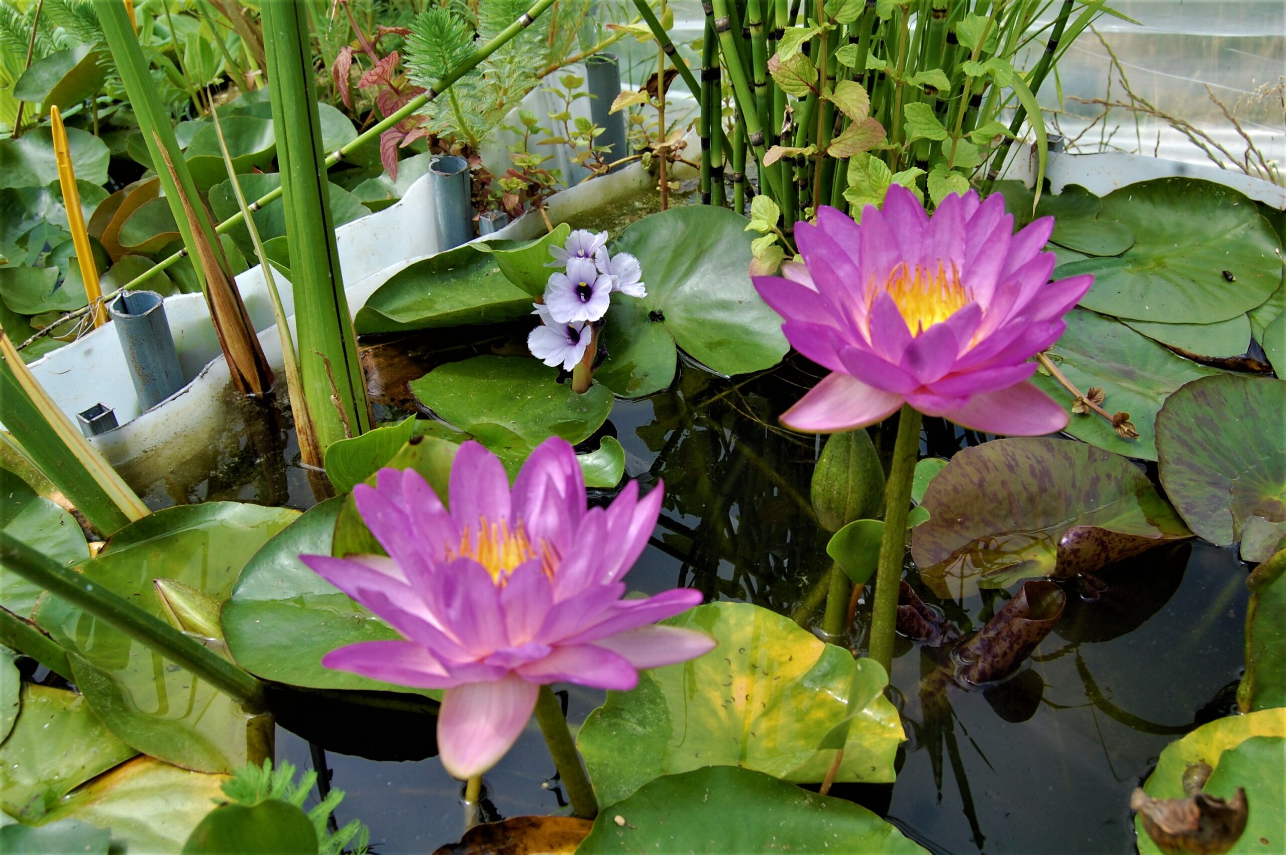 acheter nymphaea Amandine for sale buy on line (85)