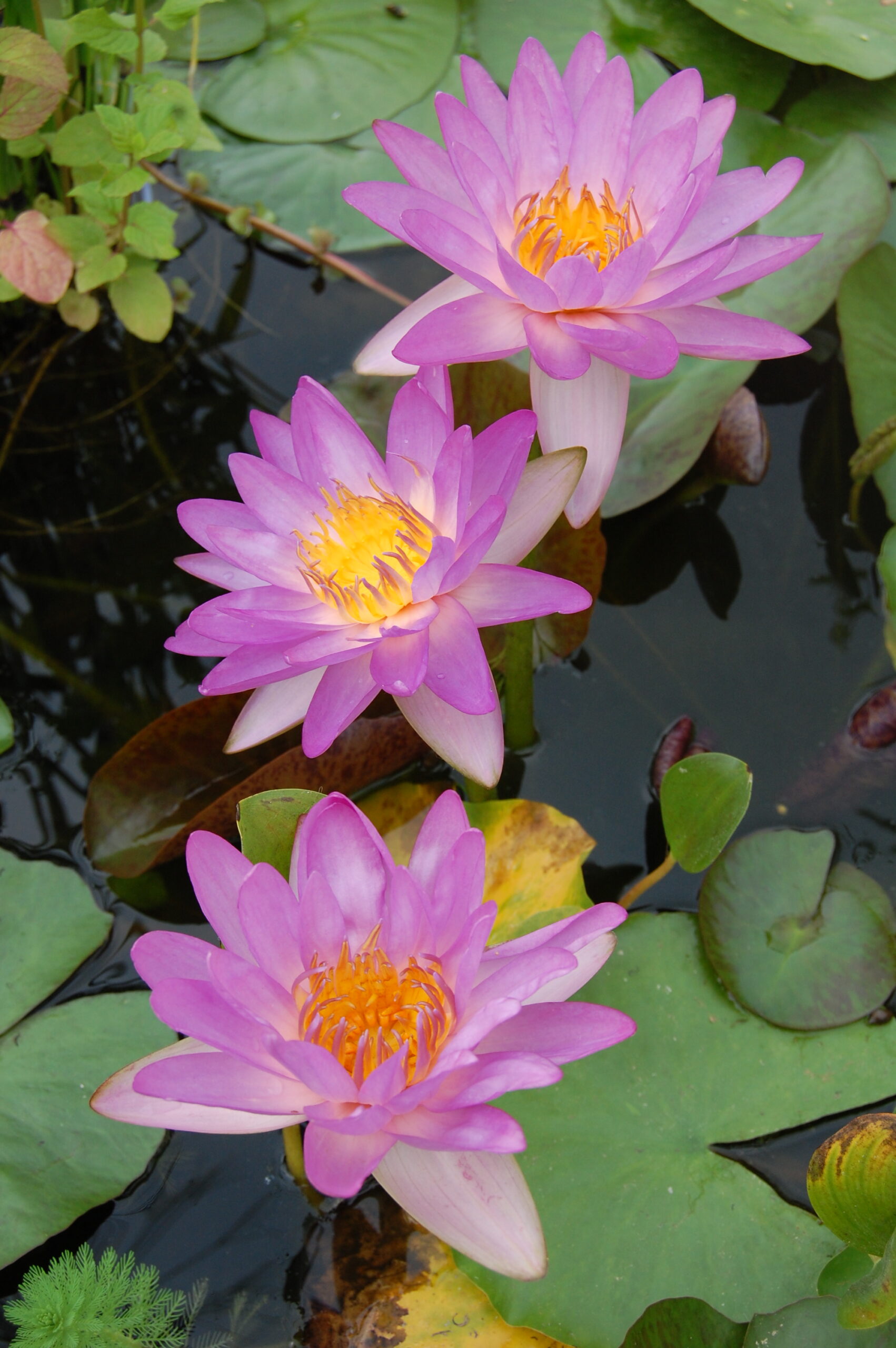 acheter nymphaea Amandine for sale buy on line (88)