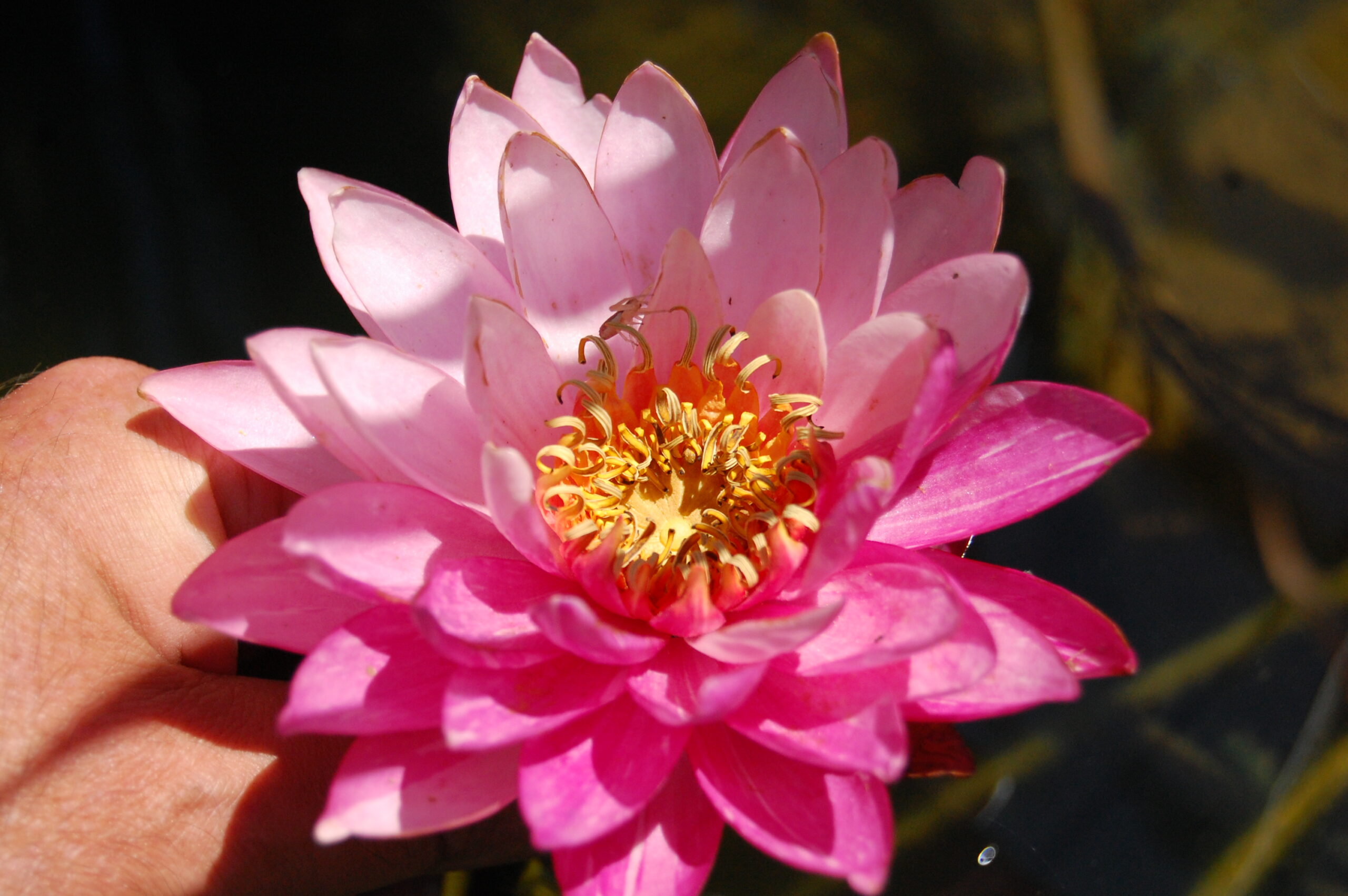 acheter nymphaea Bangkok Miracle for sale buy on line (1)