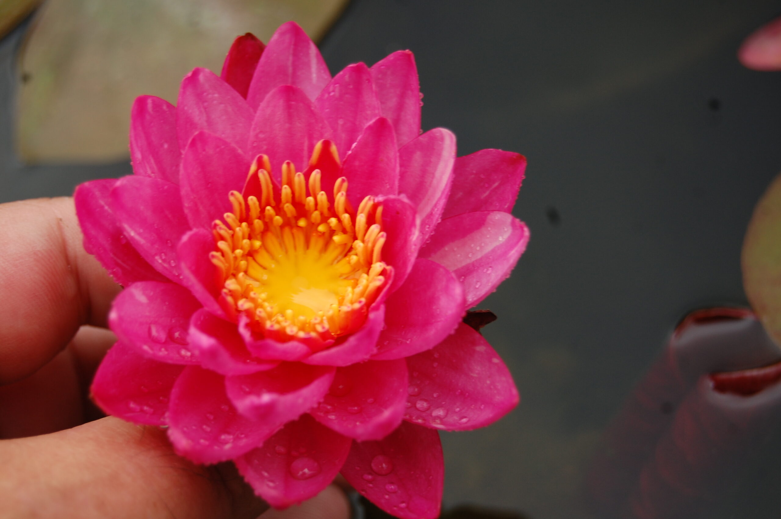 acheter nymphaea Bangkok Miracle for sale buy on line (10)