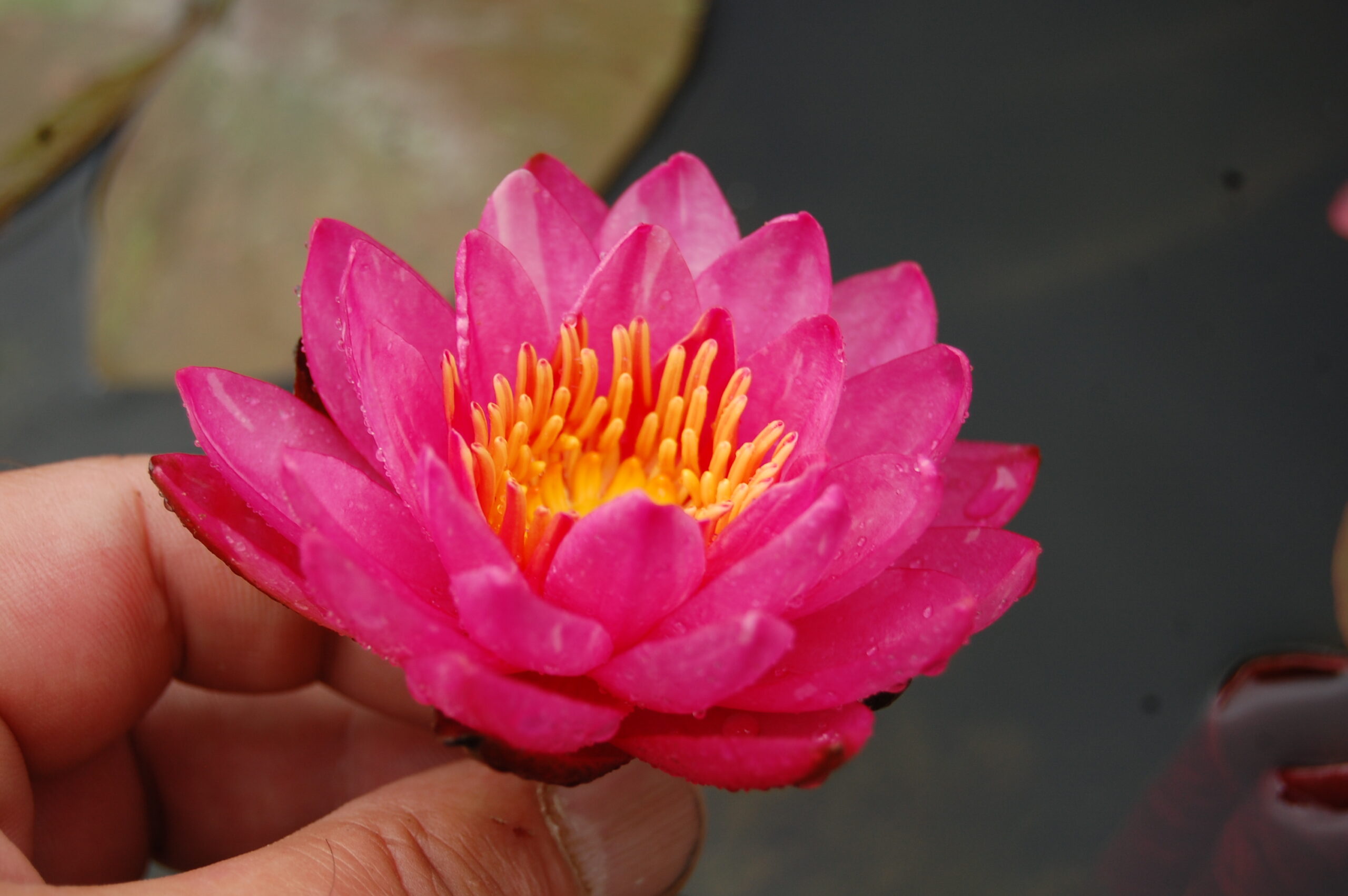 acheter nymphaea Bangkok Miracle for sale buy on line (12)