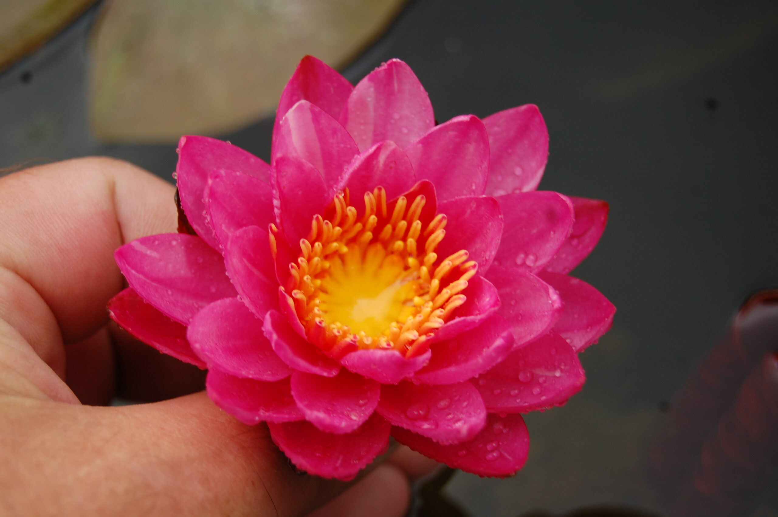acheter nymphaea Bangkok Miracle for sale buy on line (14)