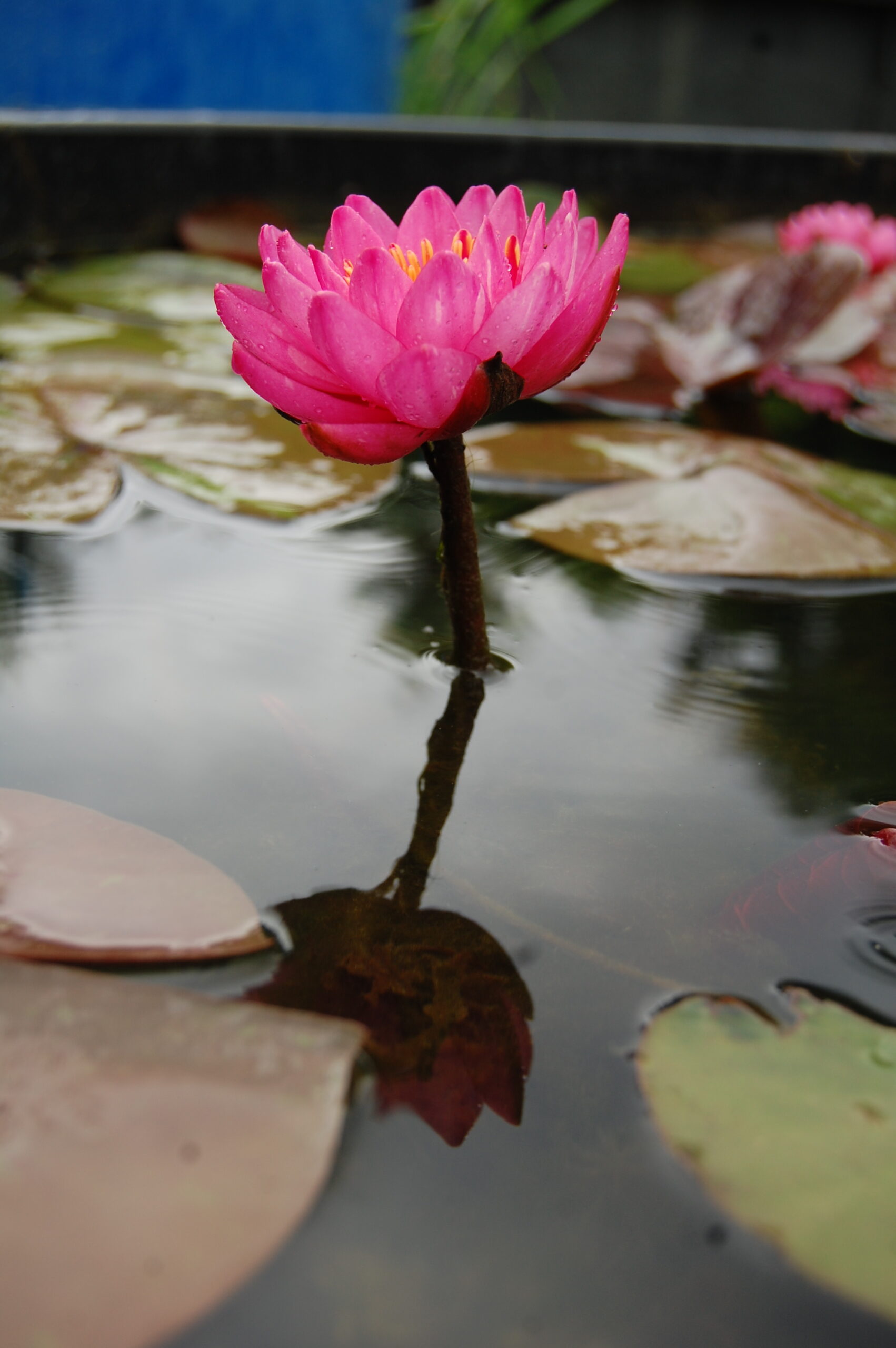 acheter nymphaea Bangkok Miracle for sale buy on line (16)