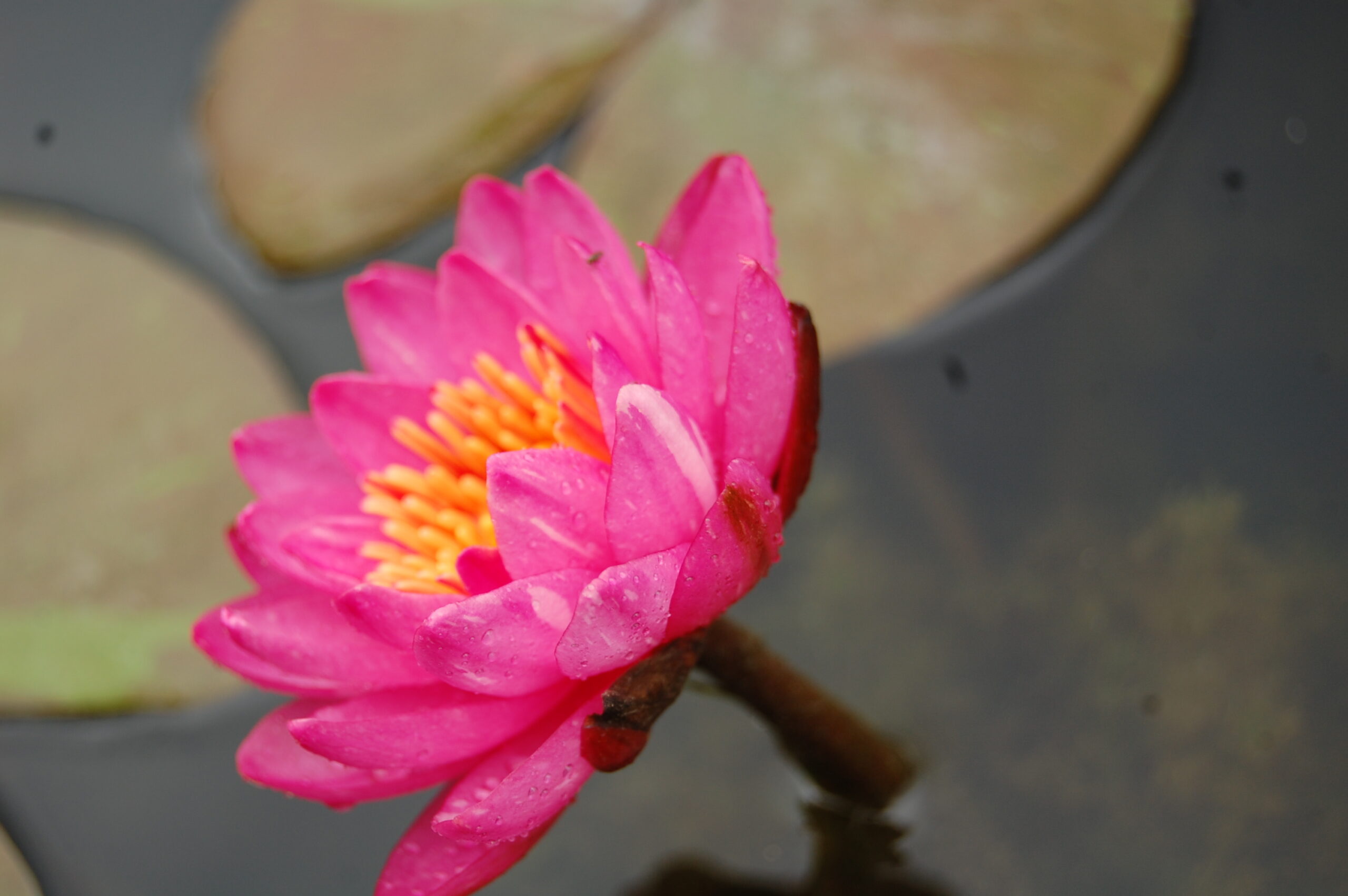 acheter nymphaea Bangkok Miracle for sale buy on line (6)