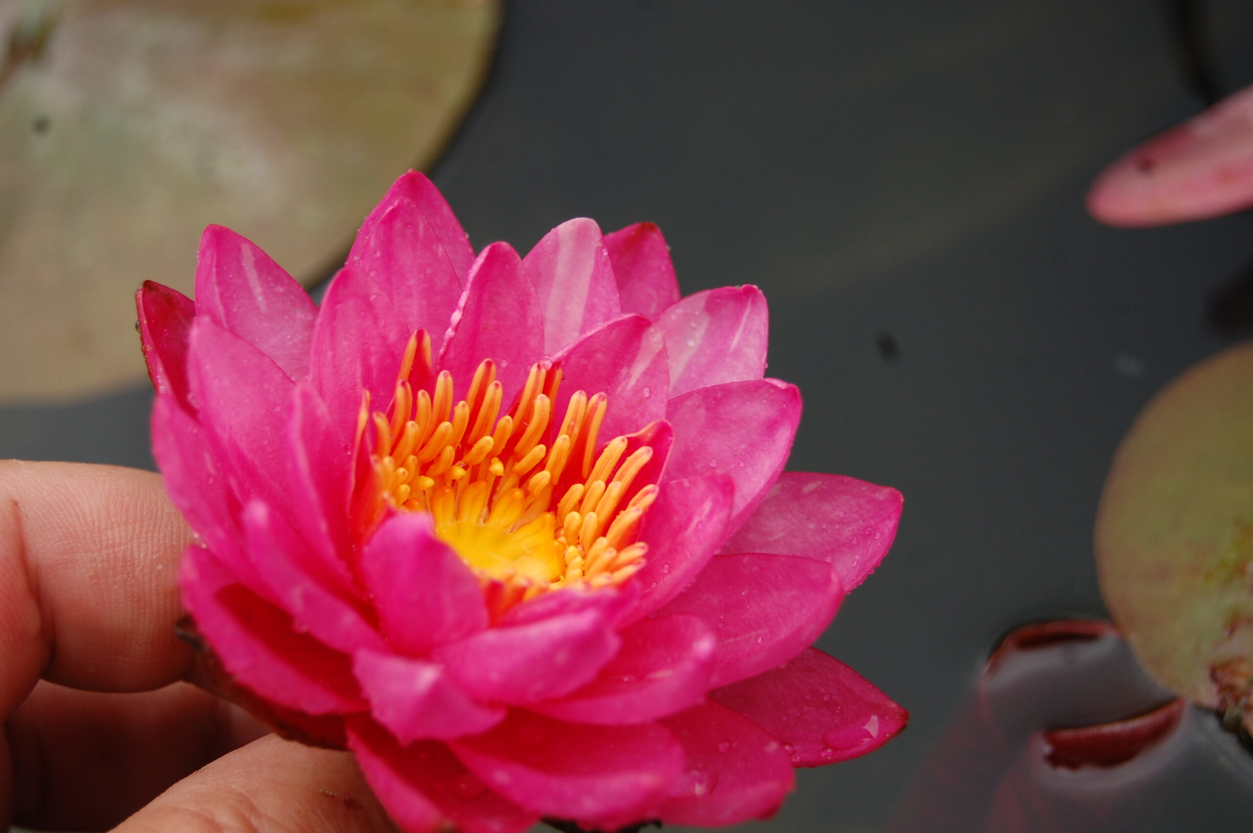 acheter nymphaea Bangkok Miracle for sale buy on line (7)
