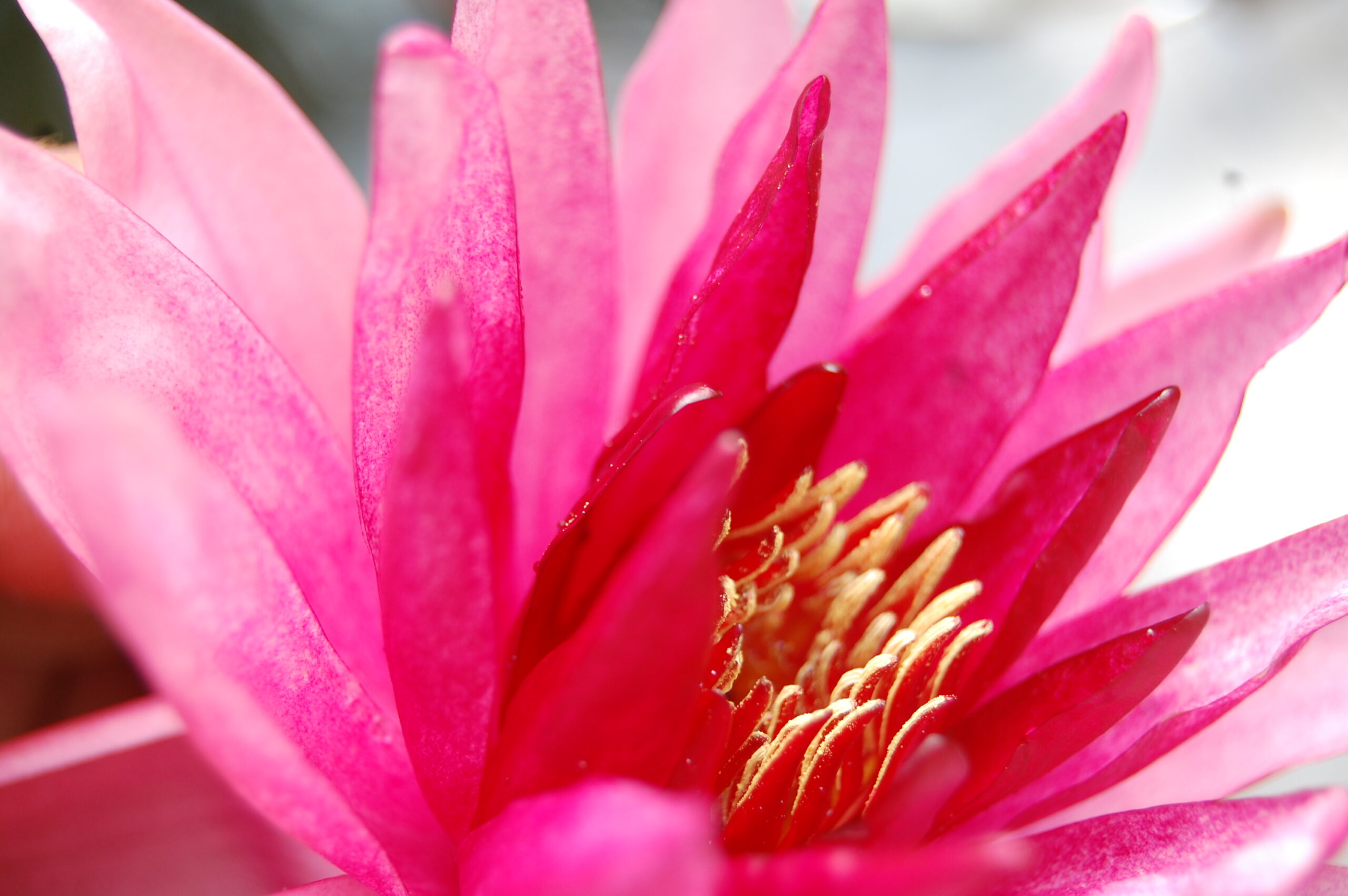acheter nymphaea Belzaide for sale buy on line (12)