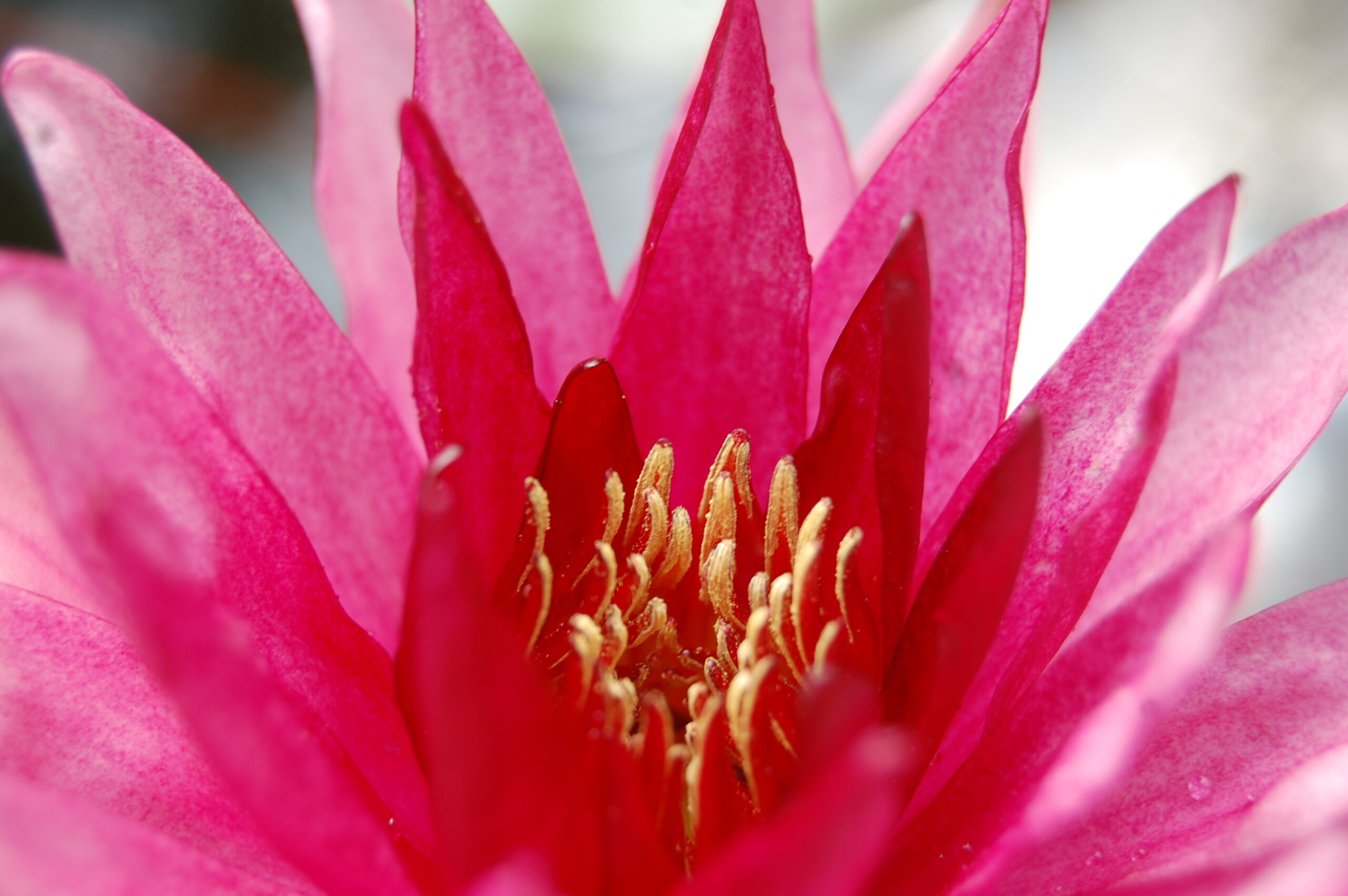 acheter nymphaea Belzaide for sale buy on line (16)