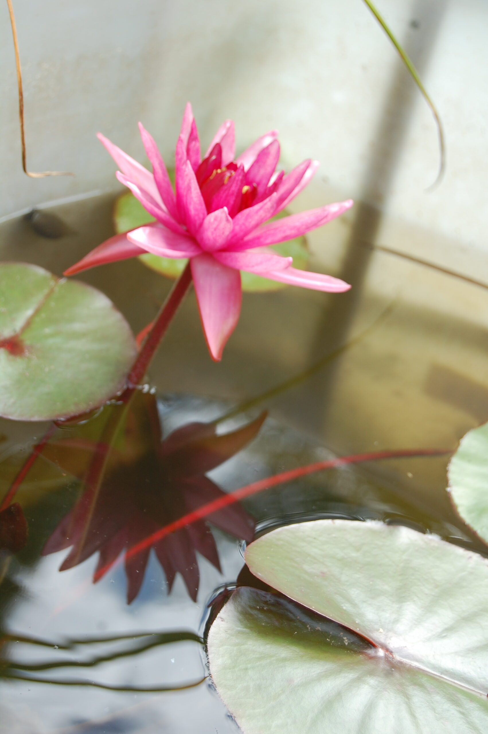 acheter nymphaea Belzaide for sale buy on line (17)