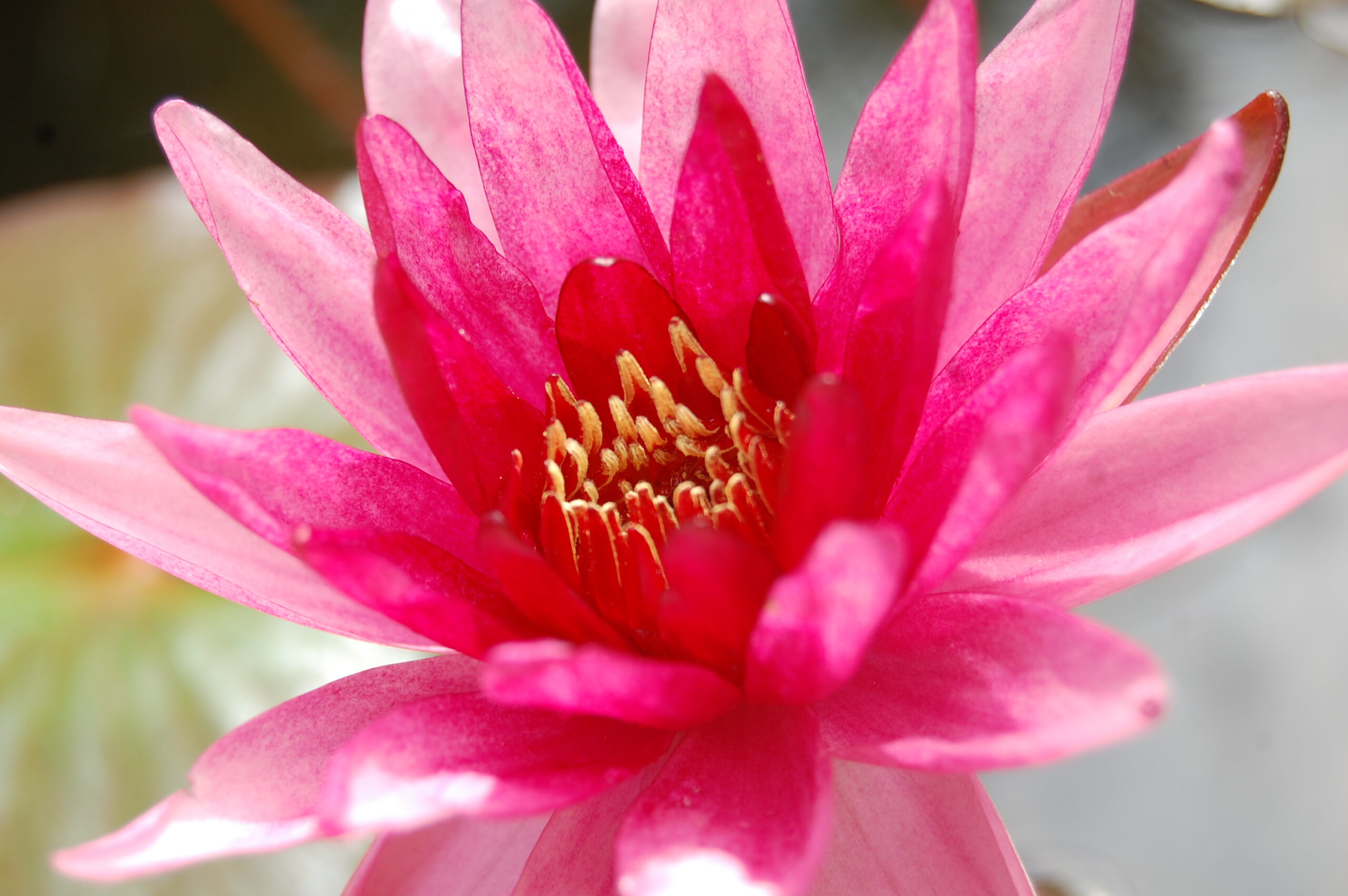 acheter nymphaea Belzaide for sale buy on line (2)