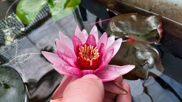 acheter nymphaea Belzaide for sale buy on line (20)