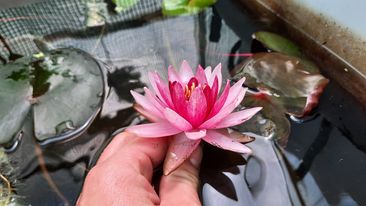 acheter nymphaea Belzaide for sale buy on line (22)