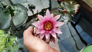 acheter nymphaea Belzaide for sale buy on line (25)