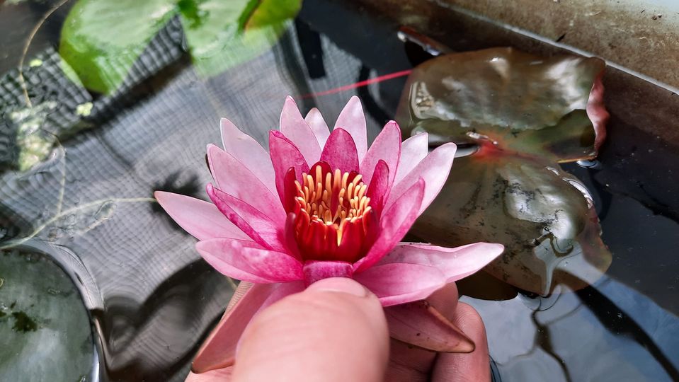 acheter nymphaea Belzaide for sale buy on line (29)