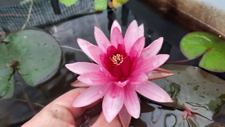 acheter nymphaea Belzaide for sale buy on line (32)