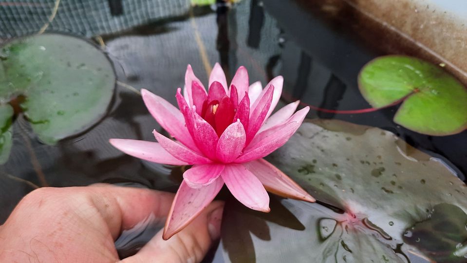 acheter nymphaea Belzaide for sale buy on line (33)