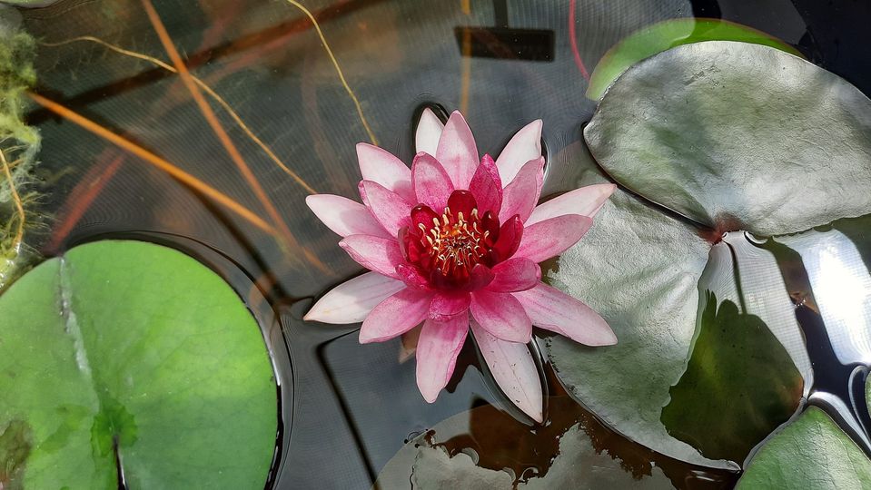 acheter nymphaea Belzaide for sale buy on line (35)