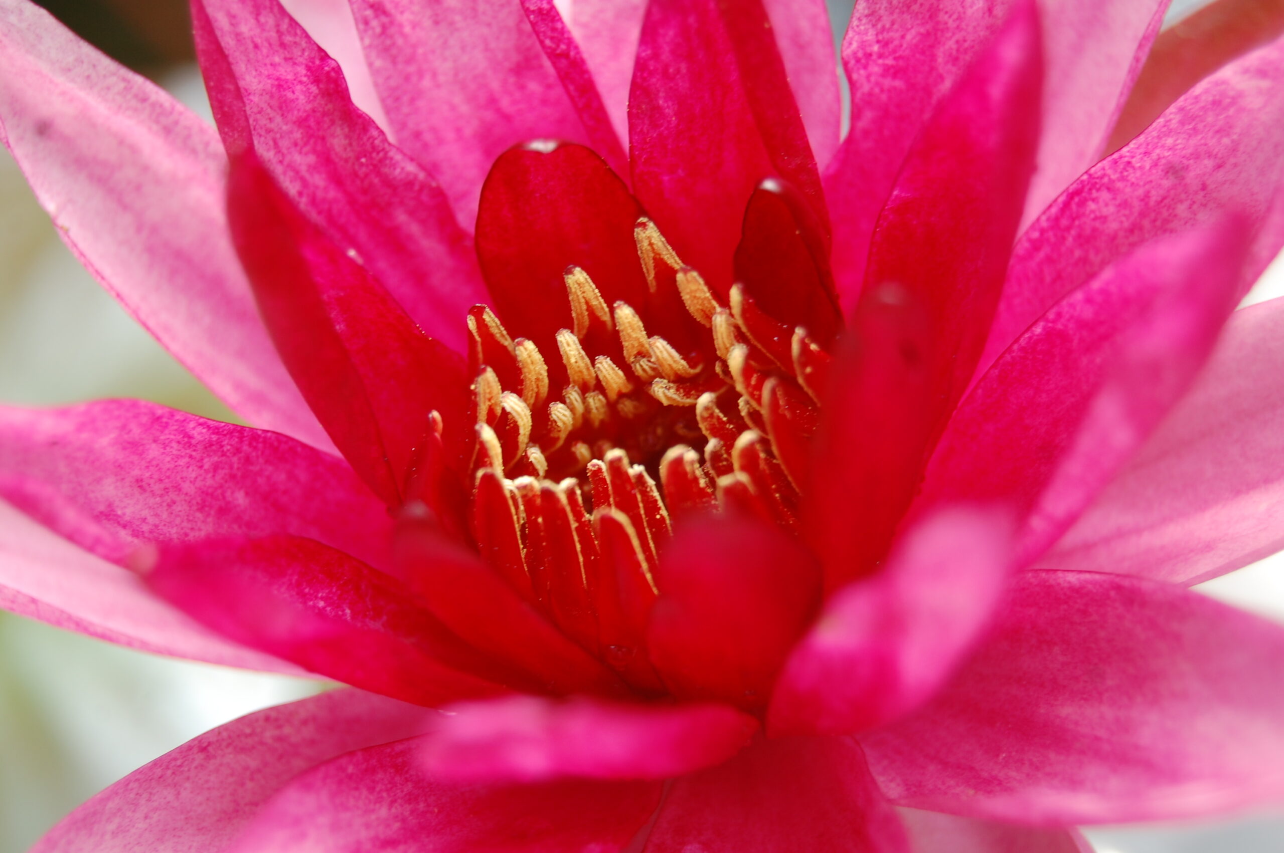 acheter nymphaea Belzaide for sale buy on line (4)