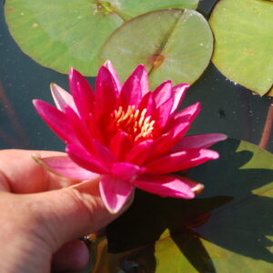 acheter nymphaea Bételgueuse for sale buy on line (1)