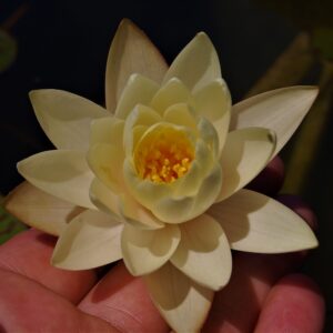 acheter nymphaea Betsy Sakata for sale buy on line (1)