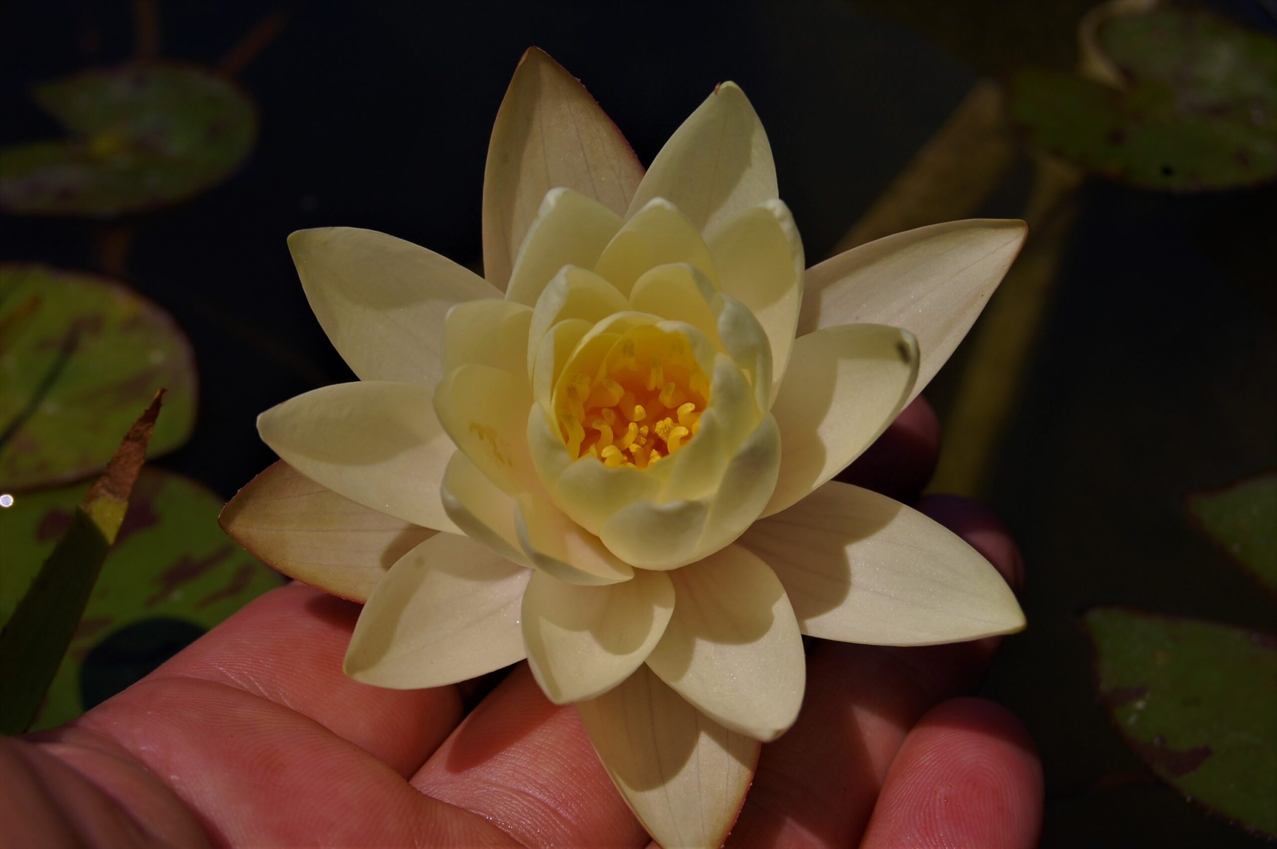 acheter nymphaea Betsy Sakata for sale buy on line (1)