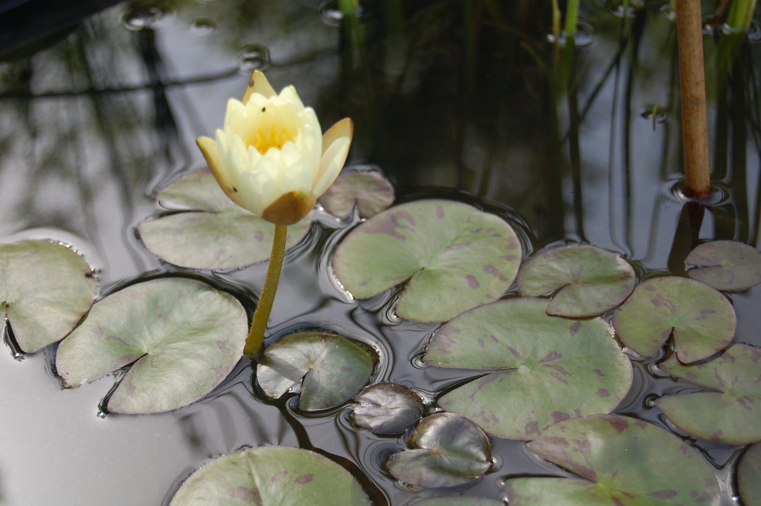 acheter nymphaea Betsy Sakata for sale buy on line (2)