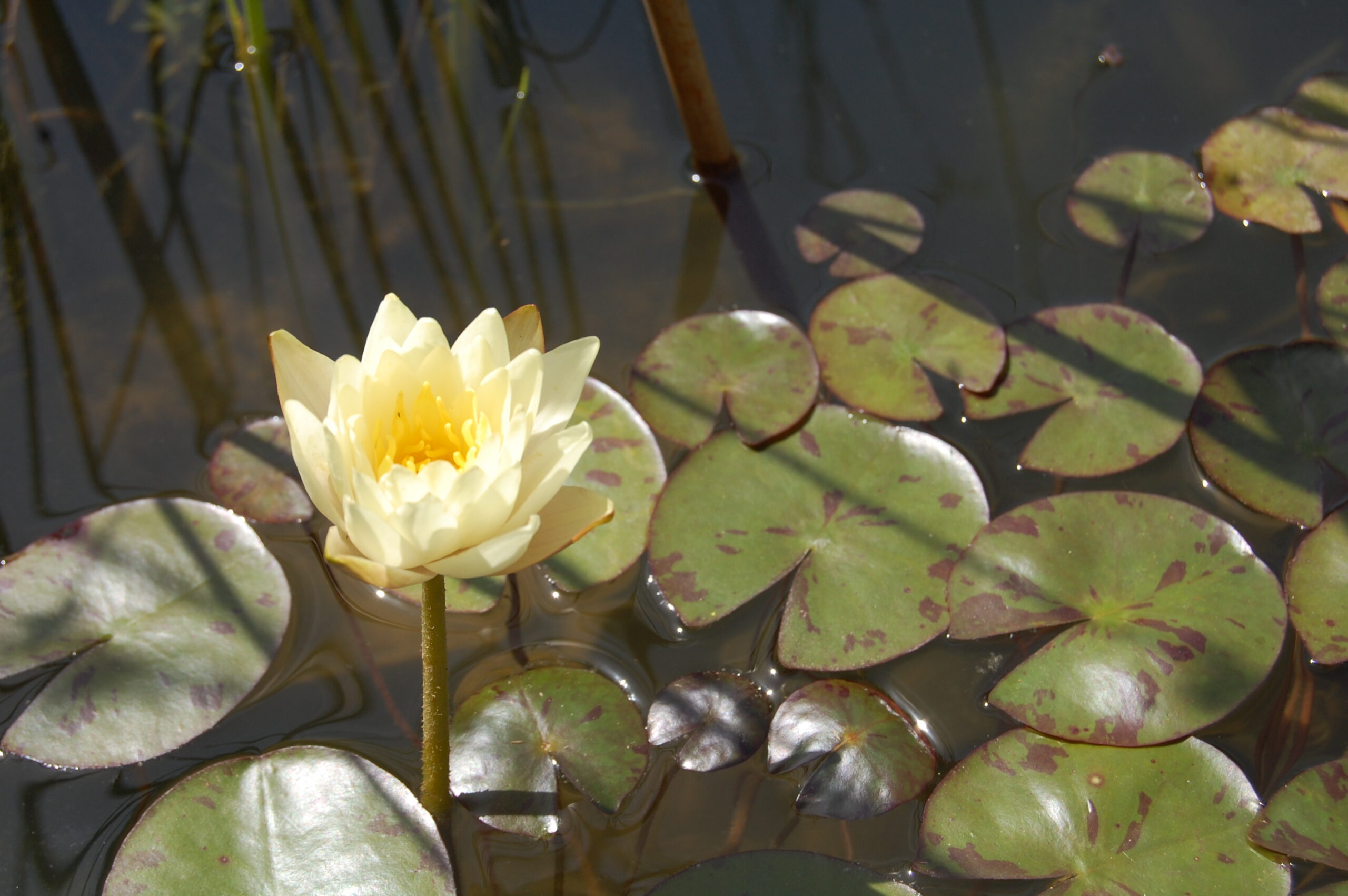 acheter nymphaea Betsy Sakata for sale buy on line (4)