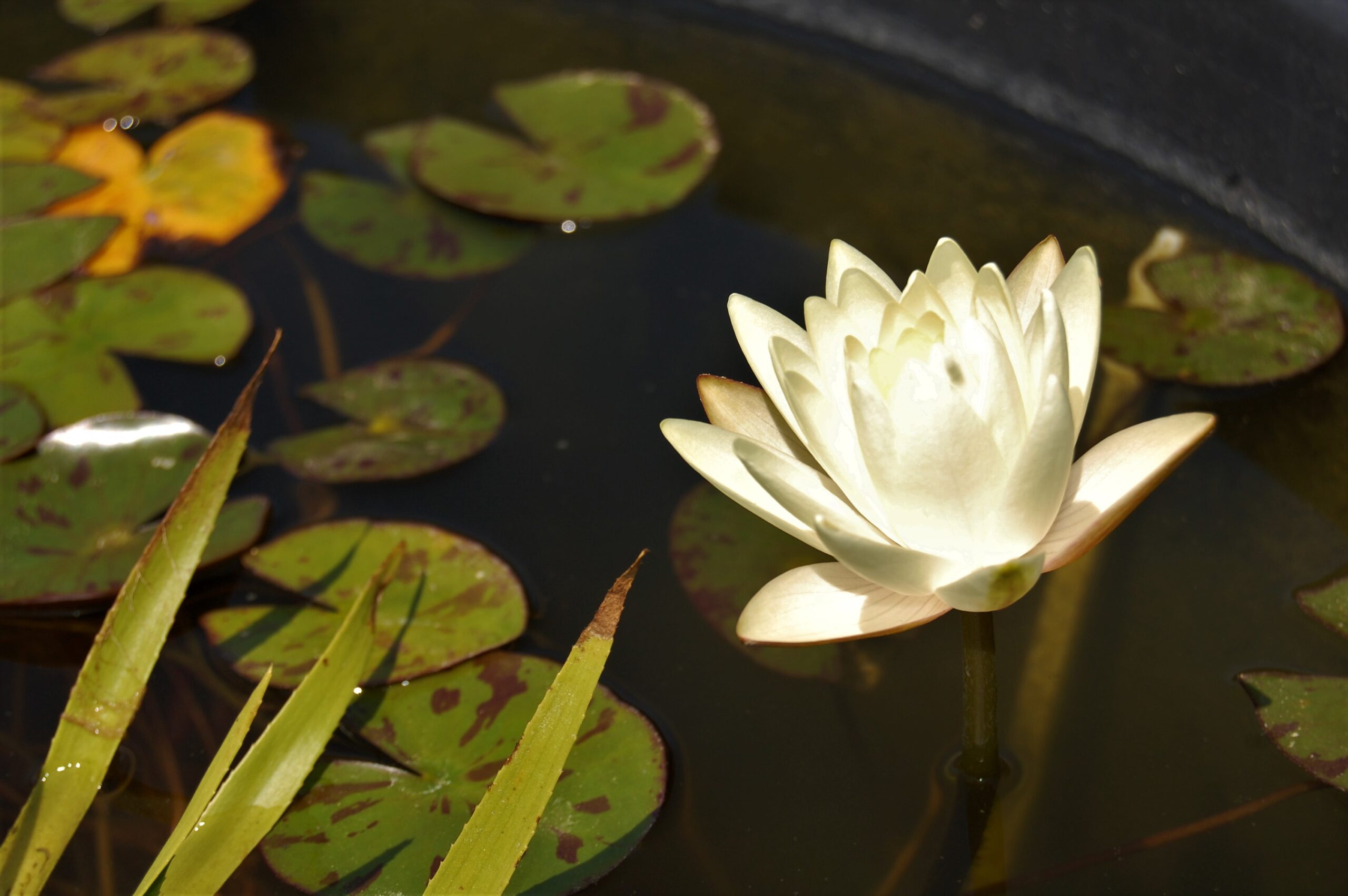 acheter nymphaea Betsy Sakata for sale buy on line (6)