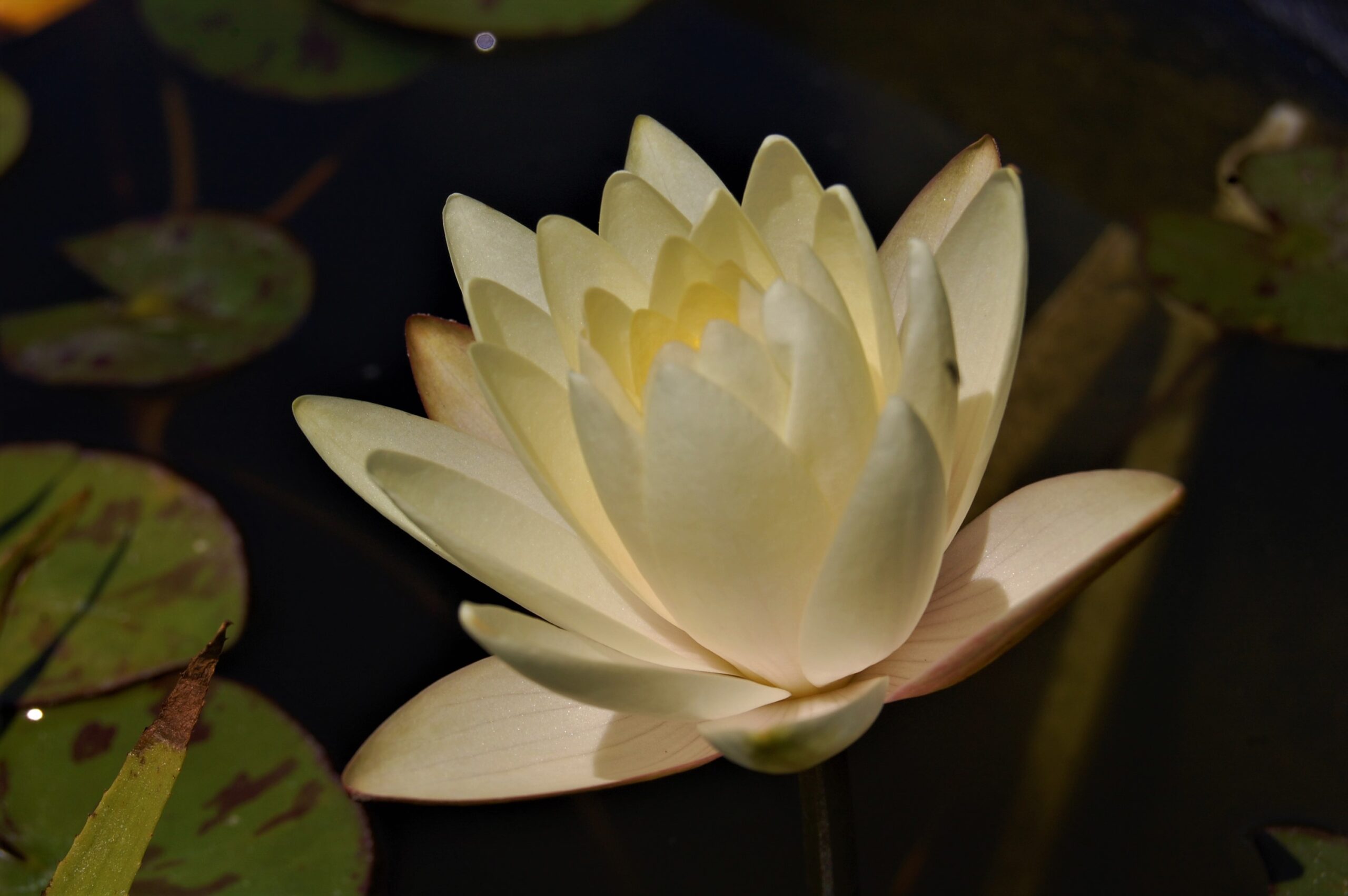 acheter nymphaea Betsy Sakata for sale buy on line (7)