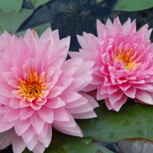 acheter nymphaea Brigitte Scheffler for sale buy on line (35)