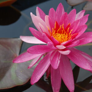 acheter nymphaea Bulette for sale buy on line (20)