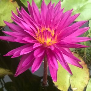 acheter nymphaea Bull's Eye for sale buy on line (13)
