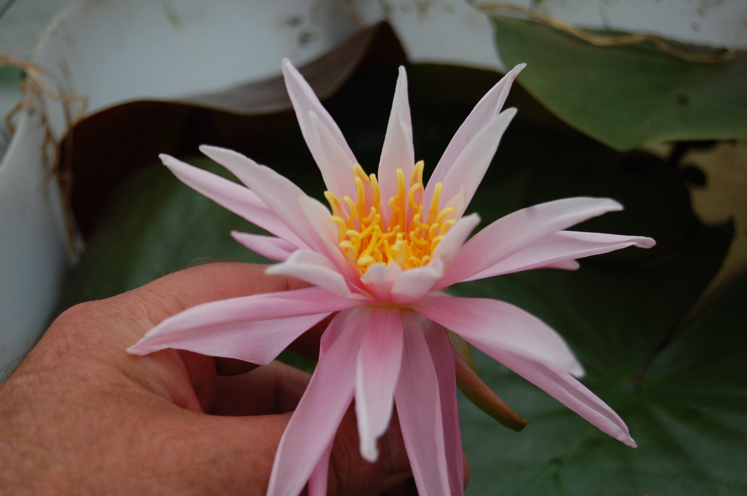 acheter nymphaea Cactus Pink for sale buy on line (14)