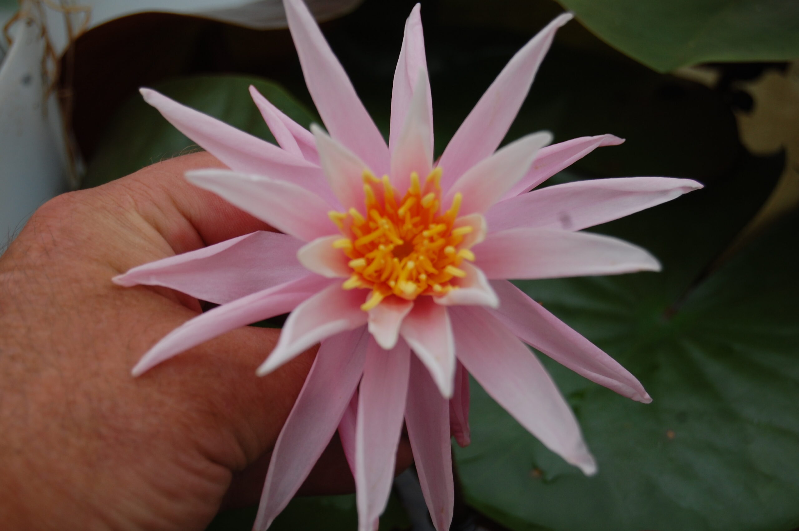 acheter nymphaea Cactus Pink for sale buy on line (16)
