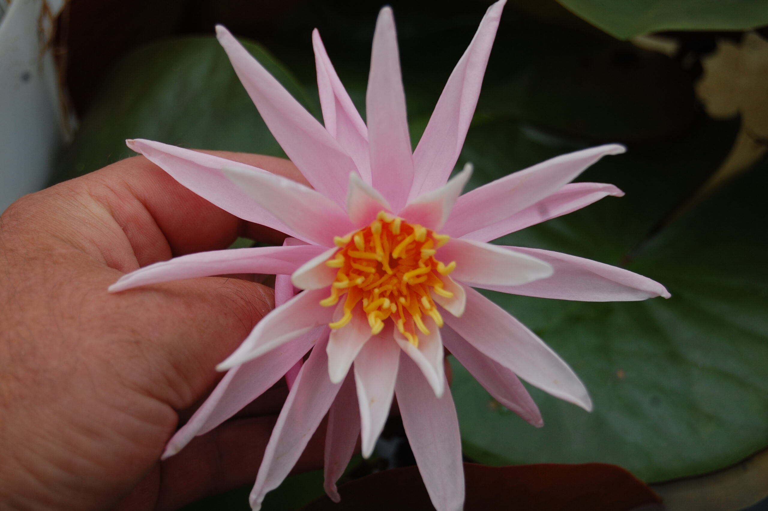 acheter nymphaea Cactus Pink for sale buy on line (18)