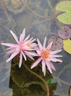 acheter nymphaea Cactus Pink for sale buy on line (2)