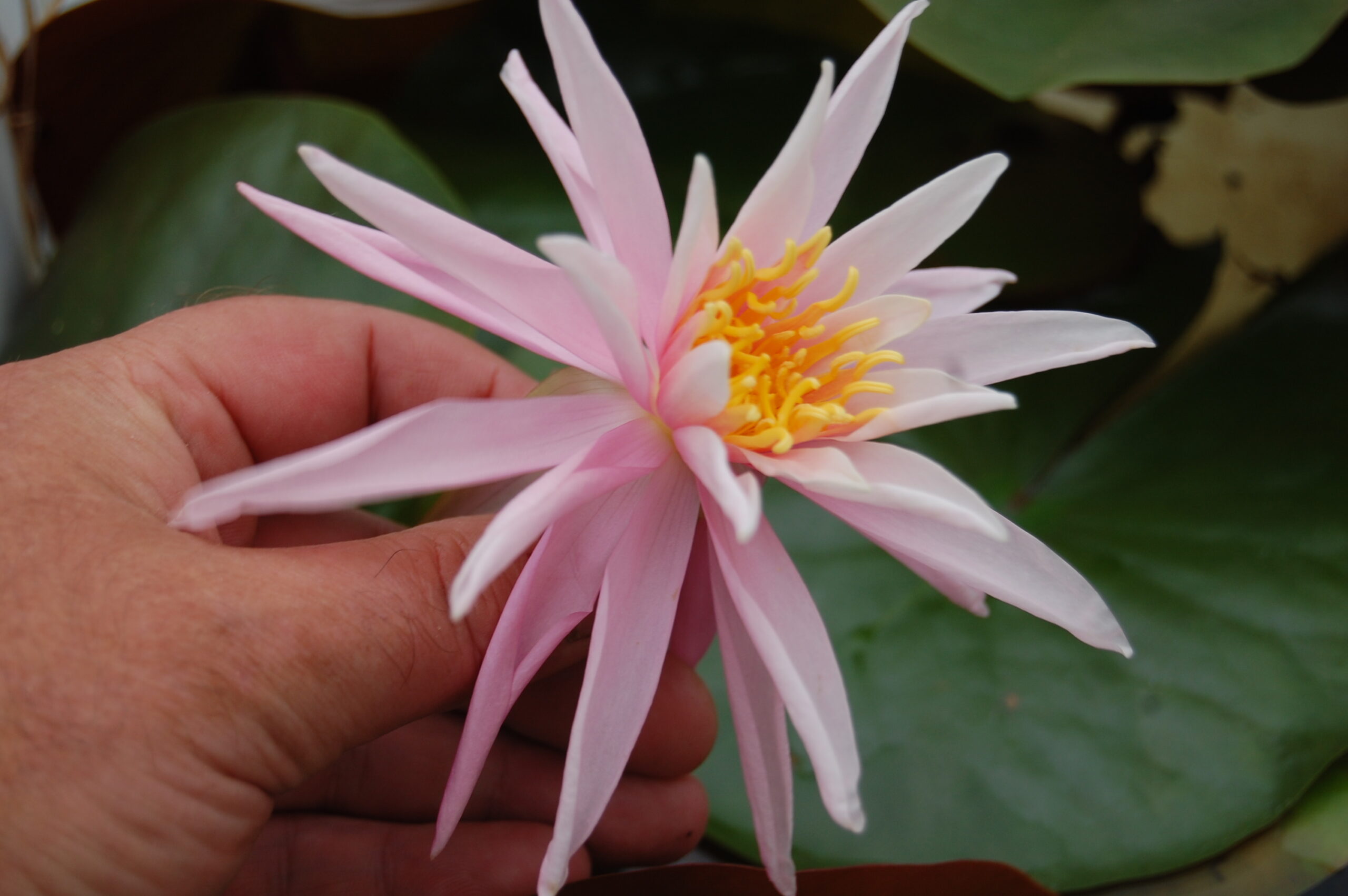 acheter nymphaea Cactus Pink for sale buy on line (20)