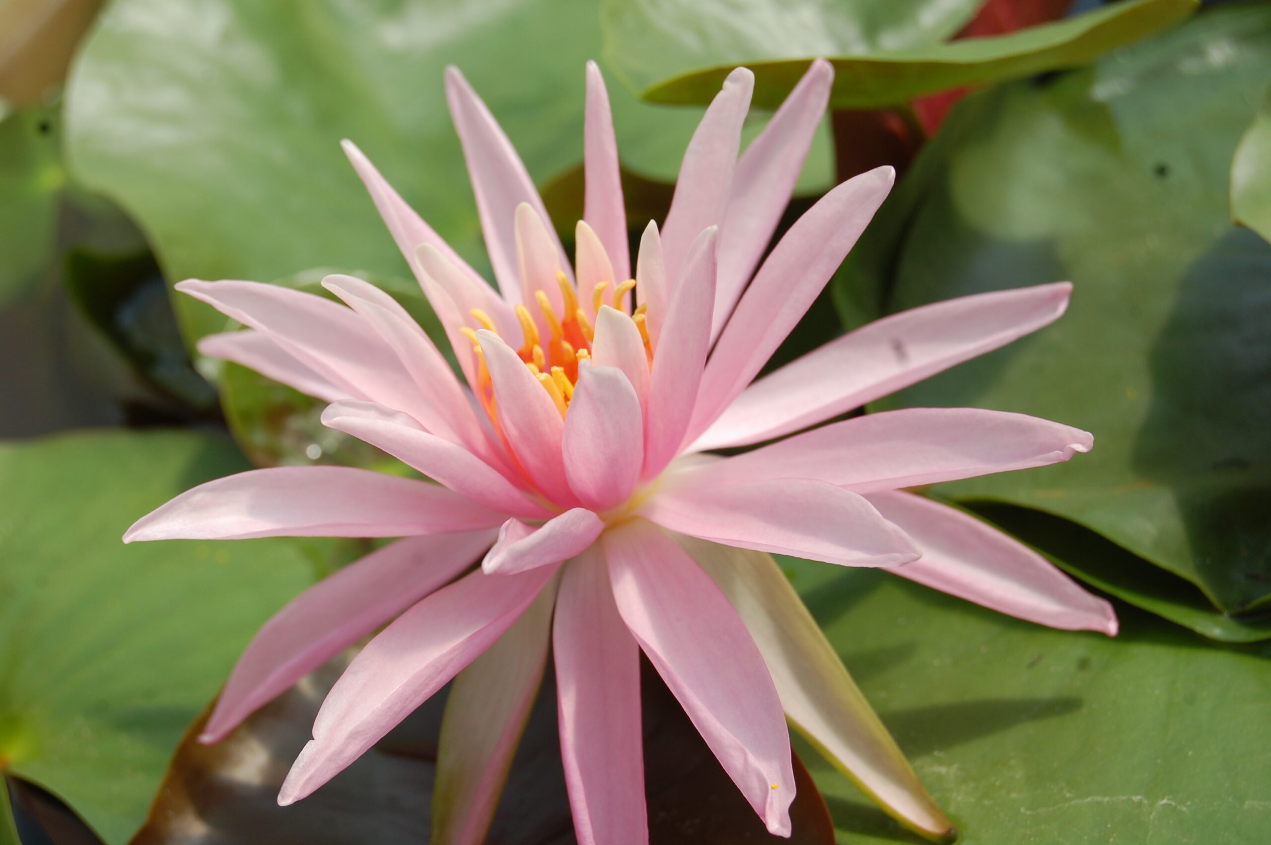 acheter nymphaea Cactus Pink for sale buy on line (23)