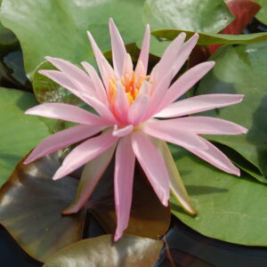 acheter nymphaea Cactus Pink for sale buy on line (28)