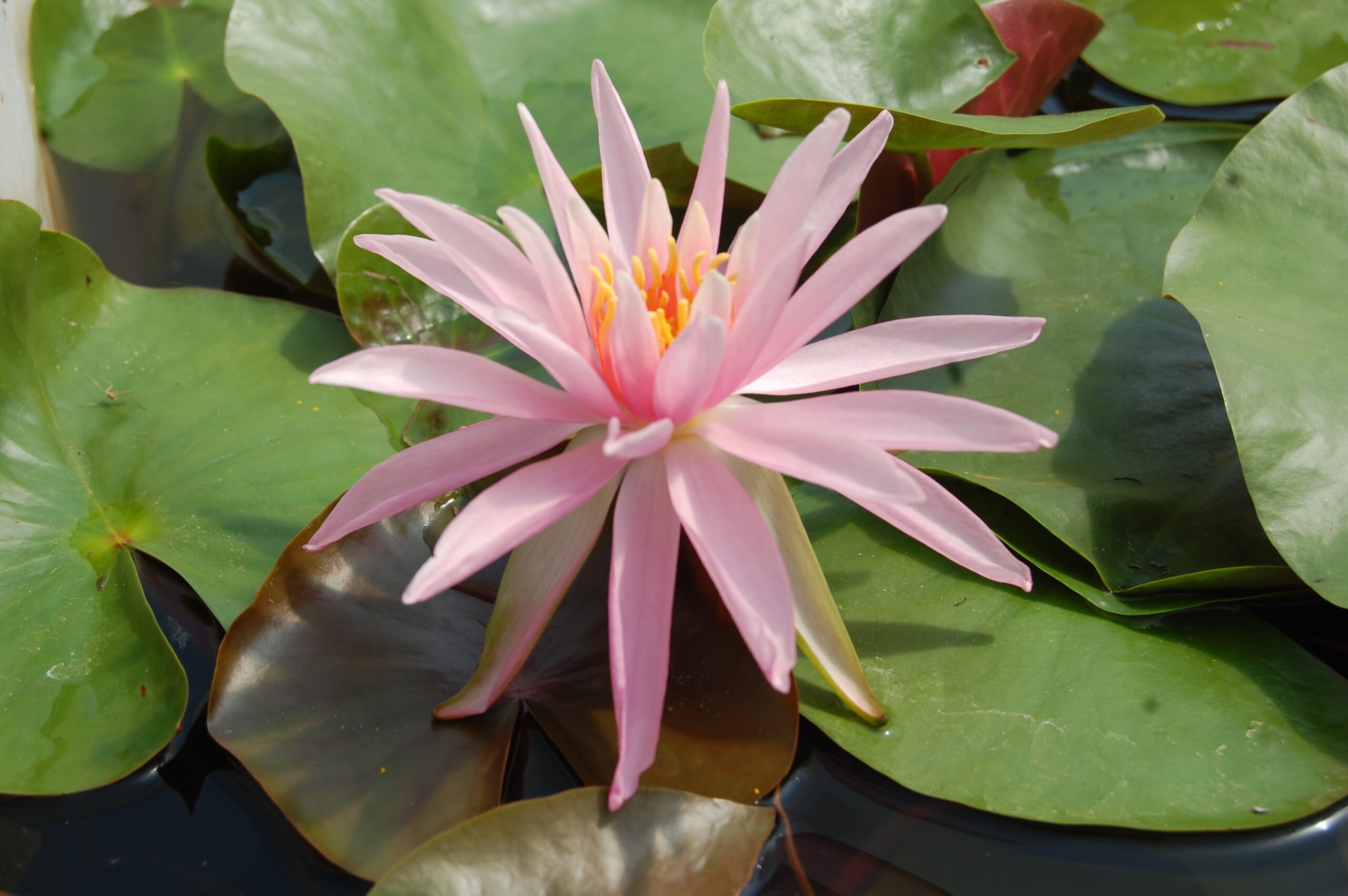 acheter nymphaea Cactus Pink for sale buy on line (28)