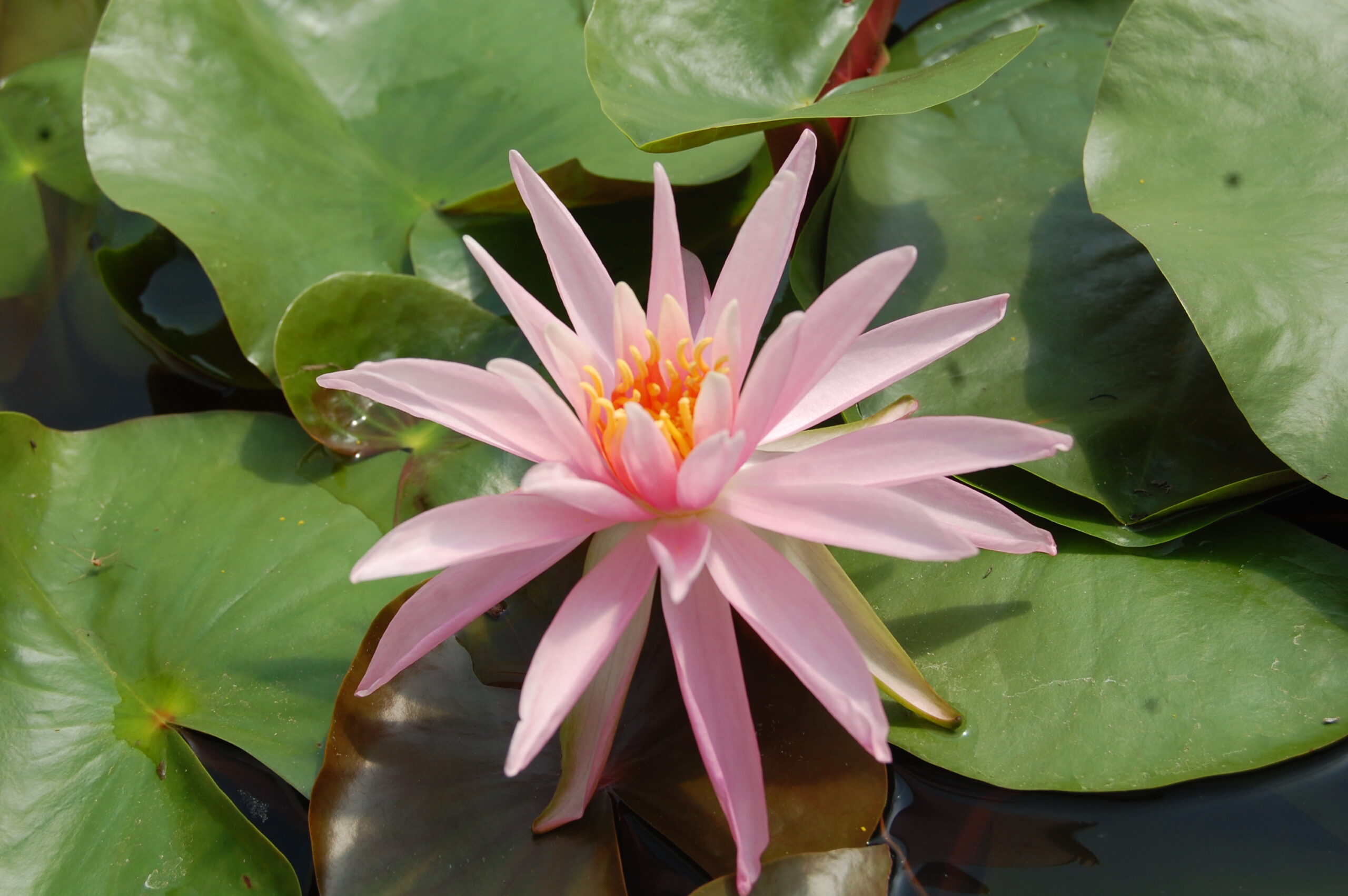 acheter nymphaea Cactus Pink for sale buy on line (31)