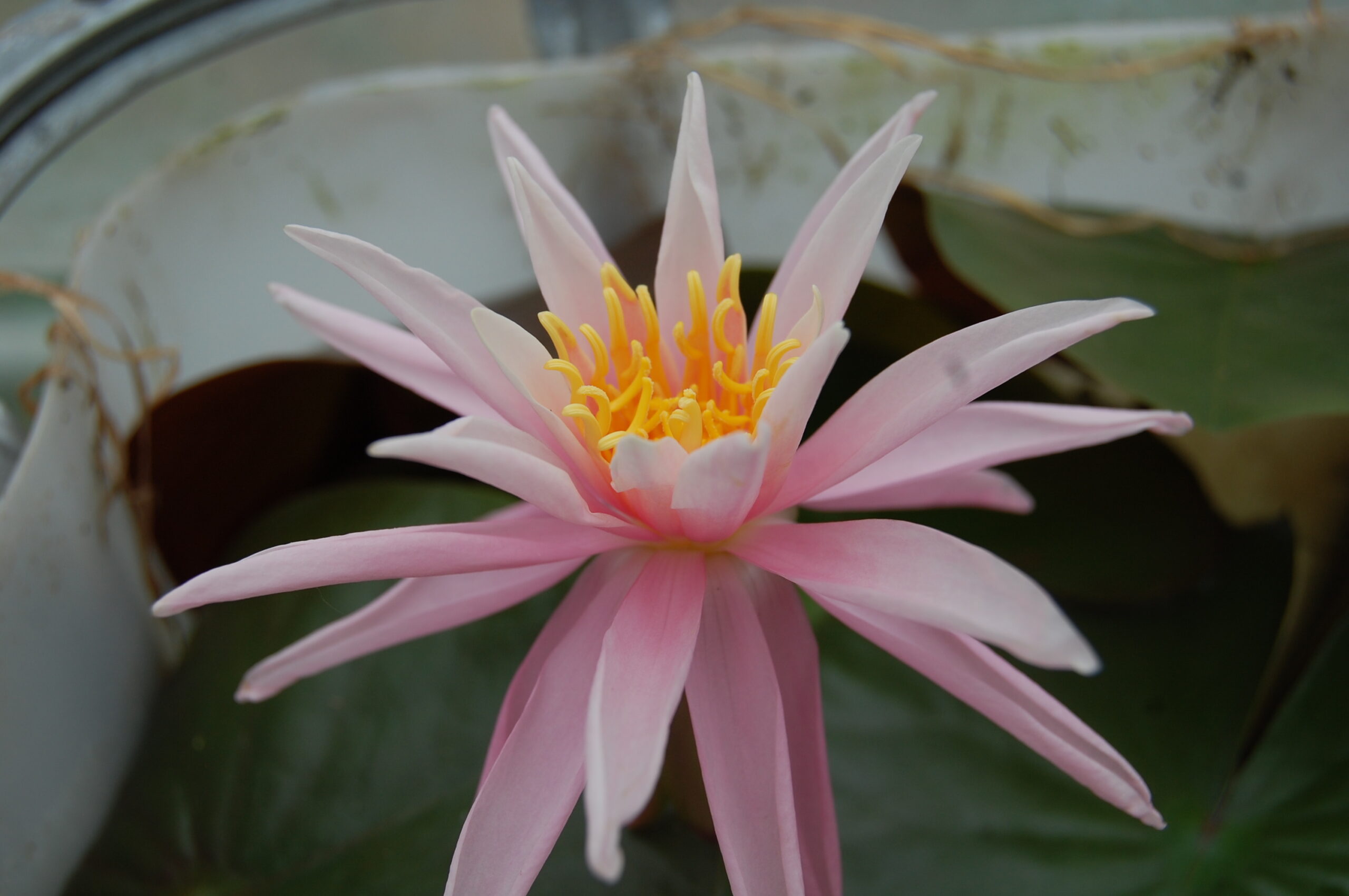acheter nymphaea Cactus Pink for sale buy on line (5)