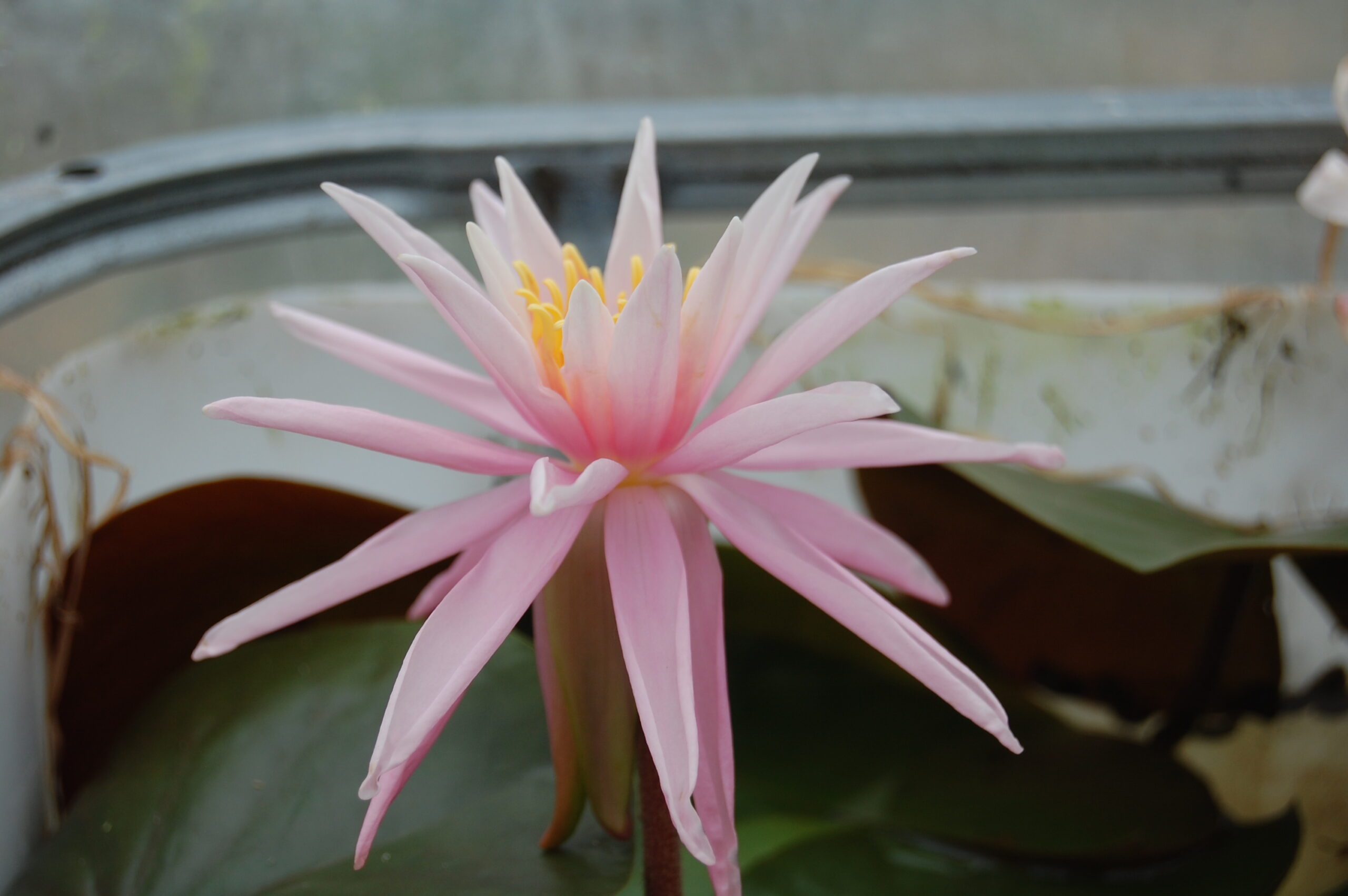 acheter nymphaea Cactus Pink for sale buy on line (8)