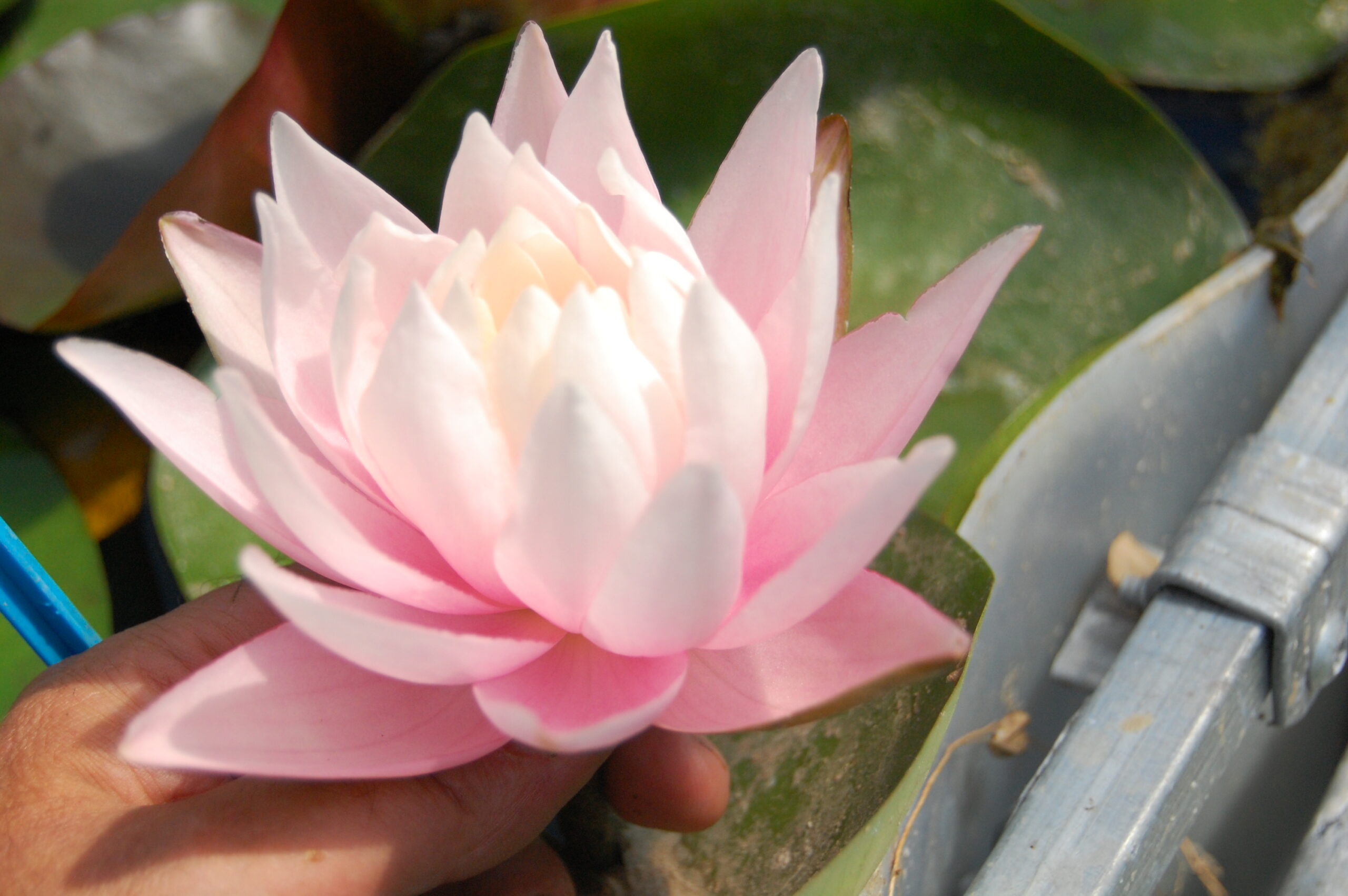 acheter nymphaea Canopus for sale buy on line (10)