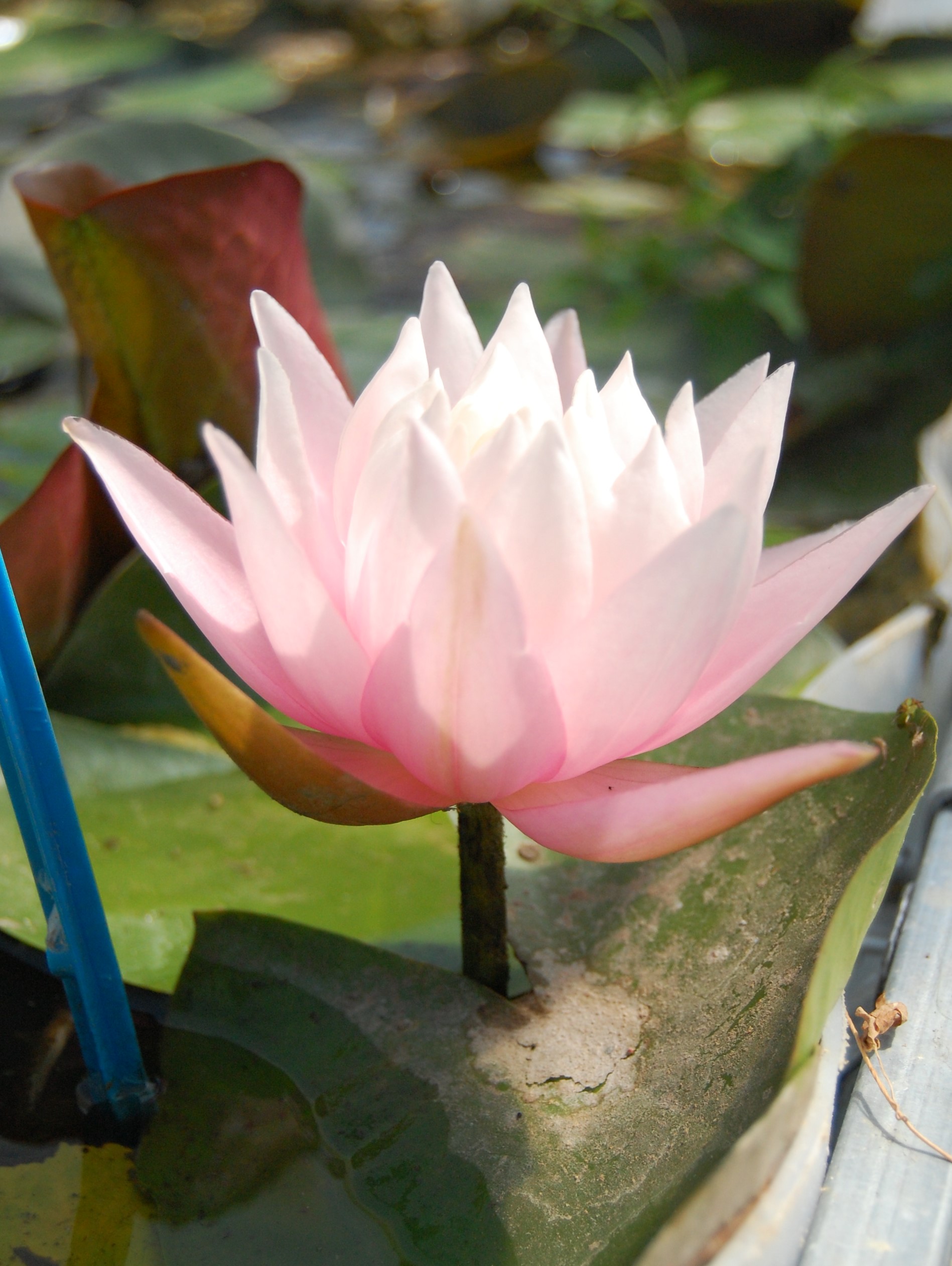 acheter nymphaea Canopus for sale buy on line (15)