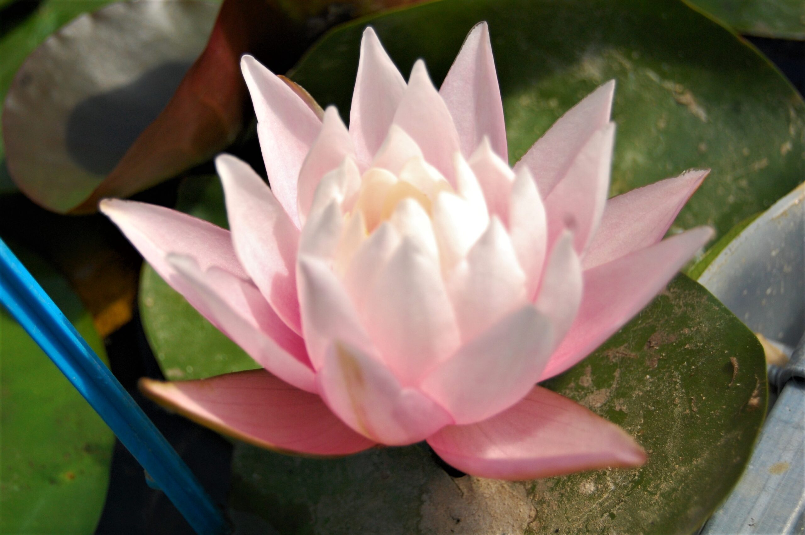 acheter nymphaea Canopus for sale buy on line (2)