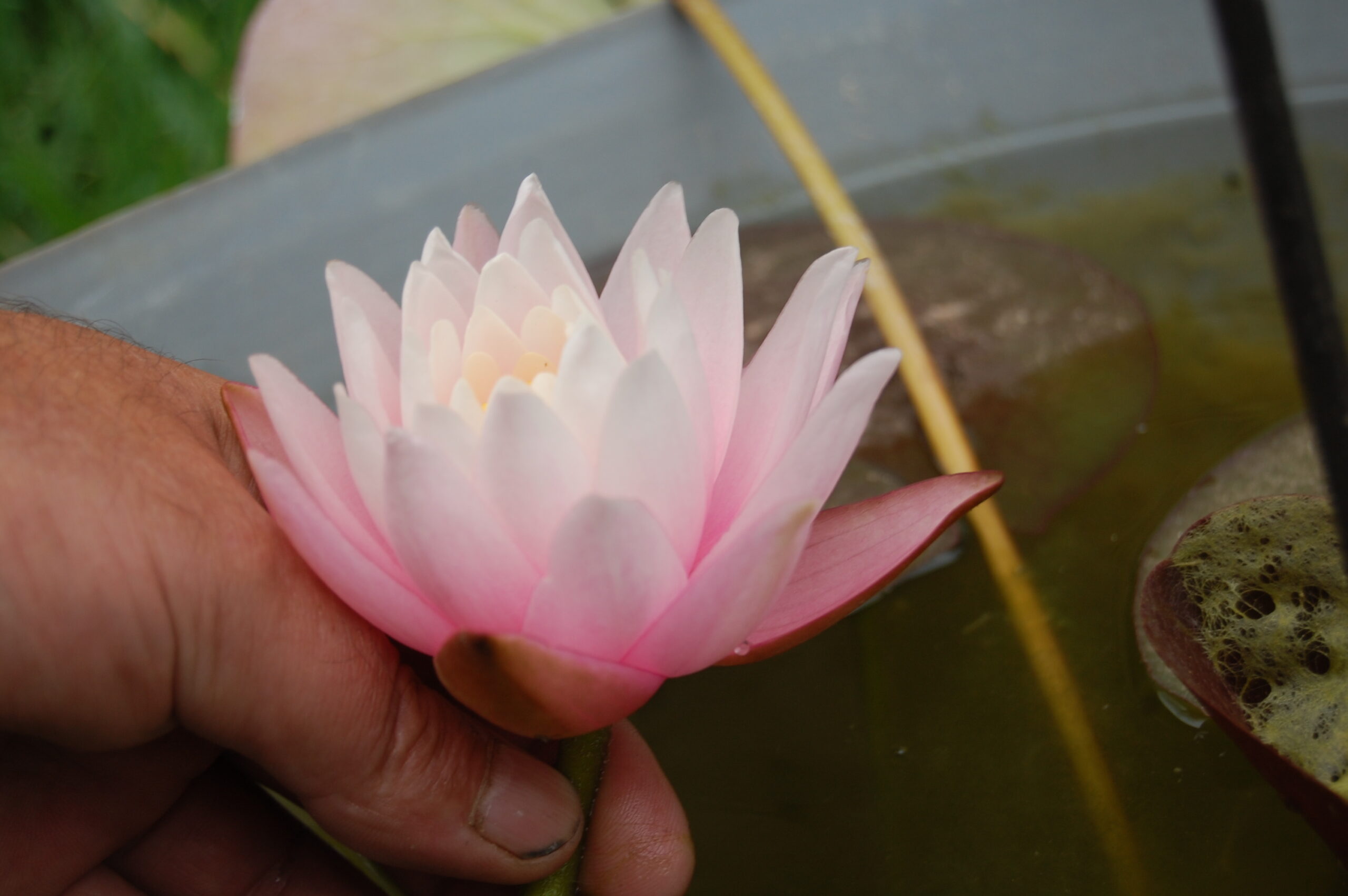 acheter nymphaea Canopus for sale buy on line (26)